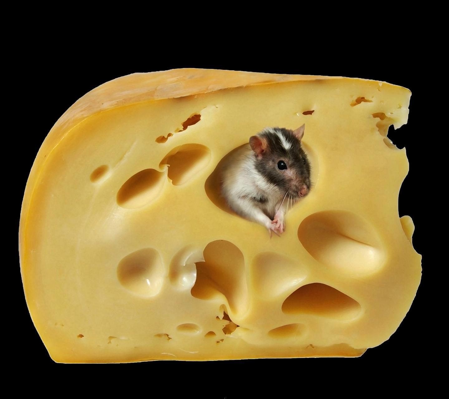 Mouse On Cheese And Rainbow Art Wallpapers