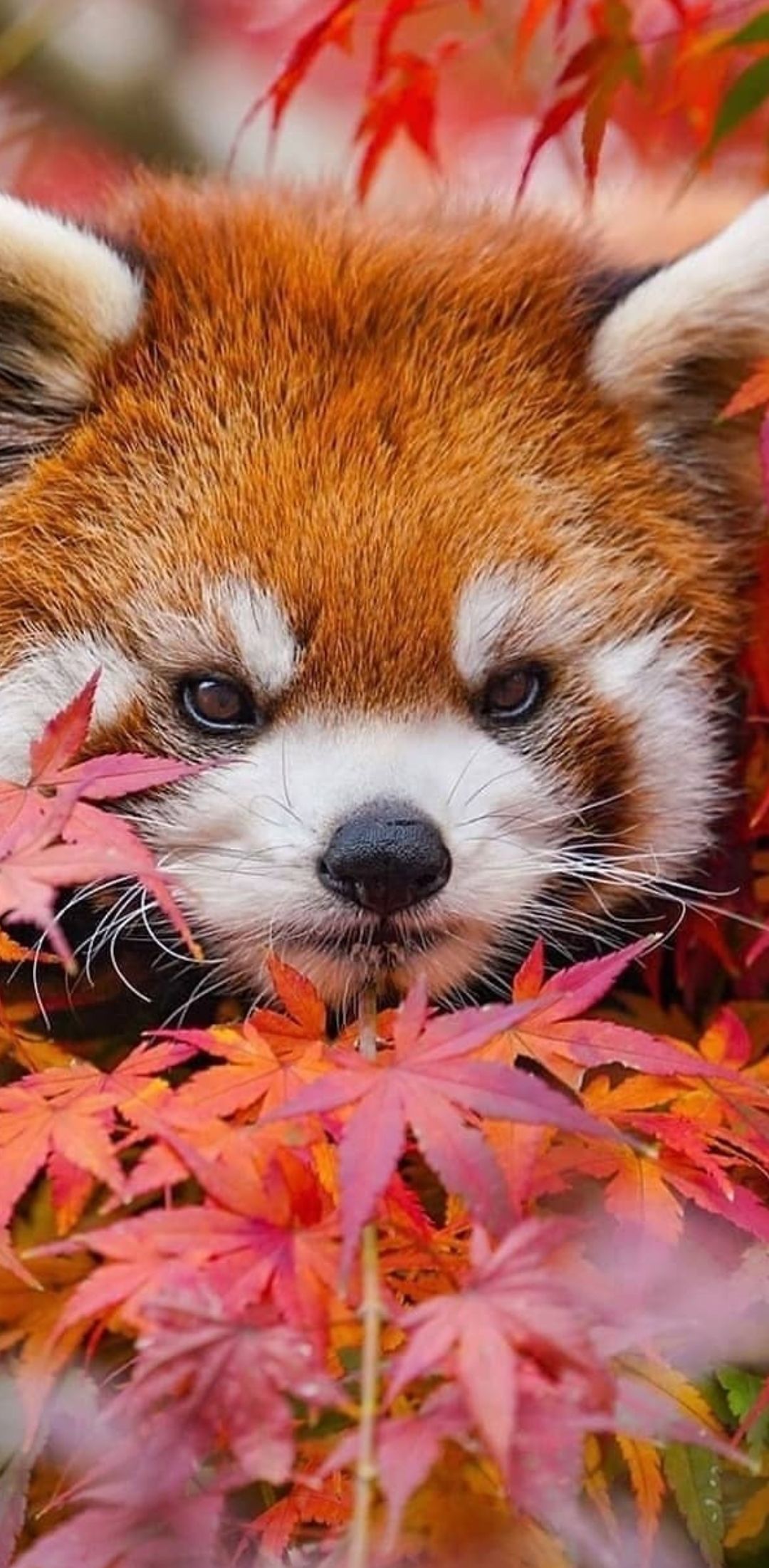 Red Panda Kawaii Wallpapers