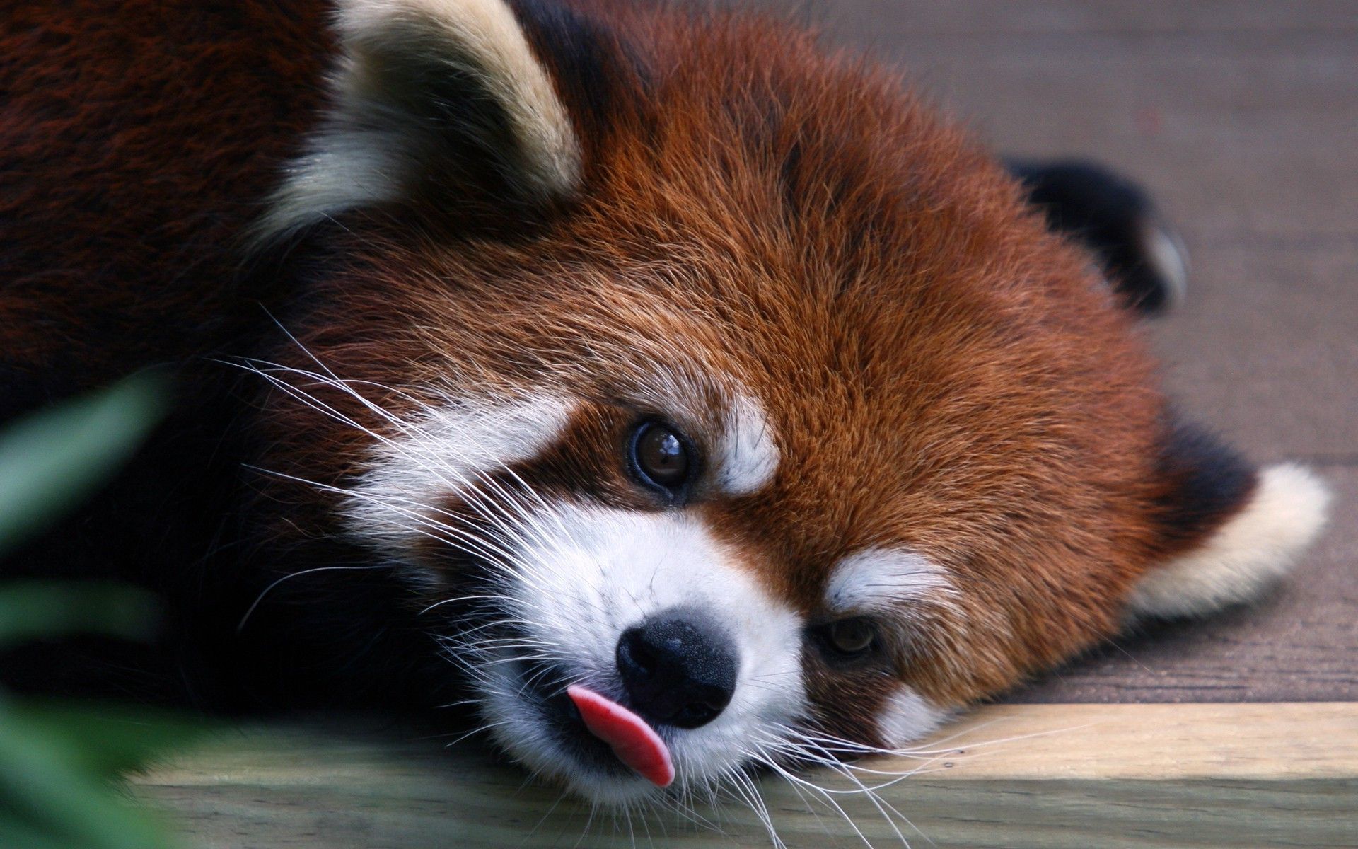 Red Panda Kawaii Wallpapers