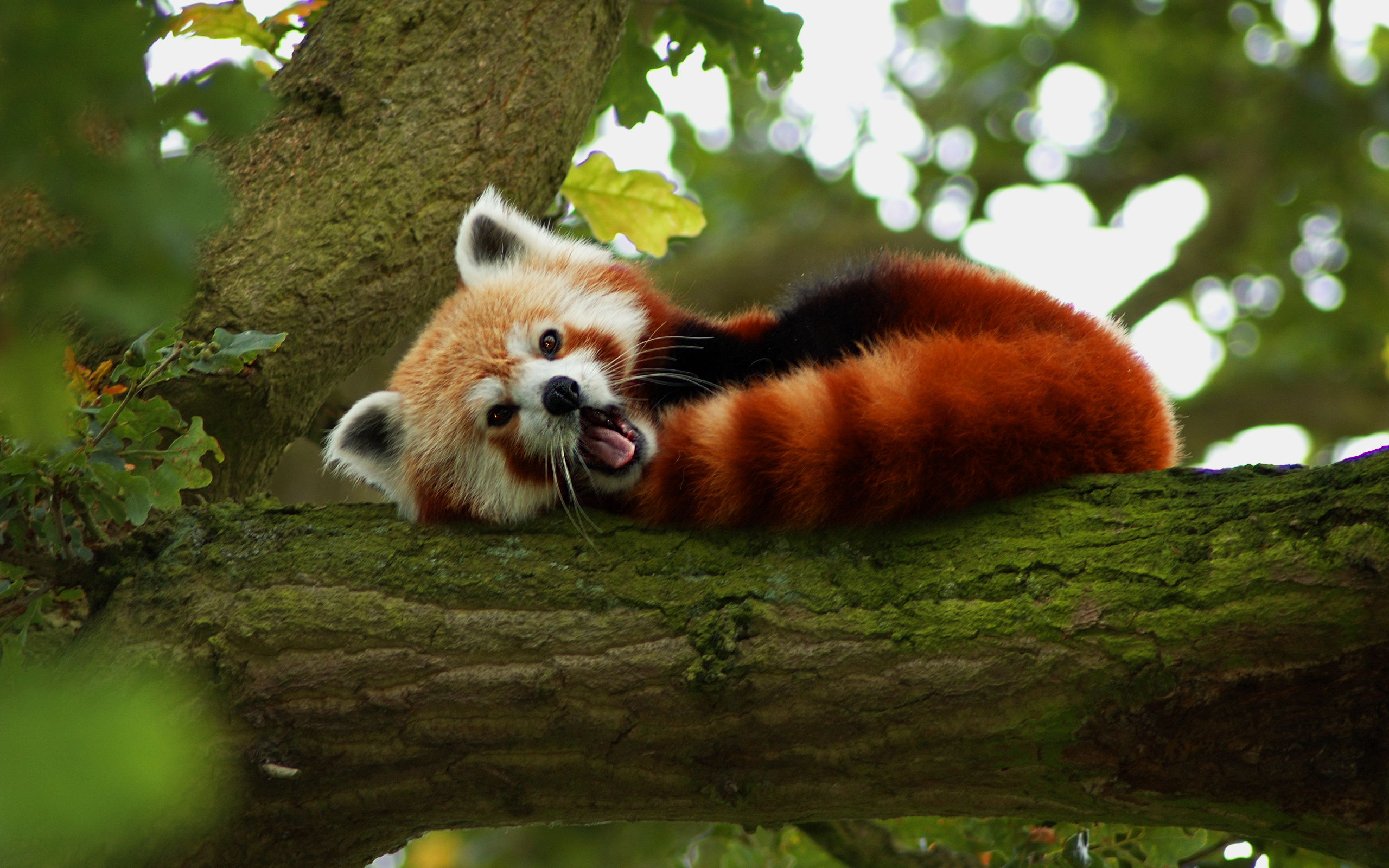 Red Panda Kawaii Wallpapers