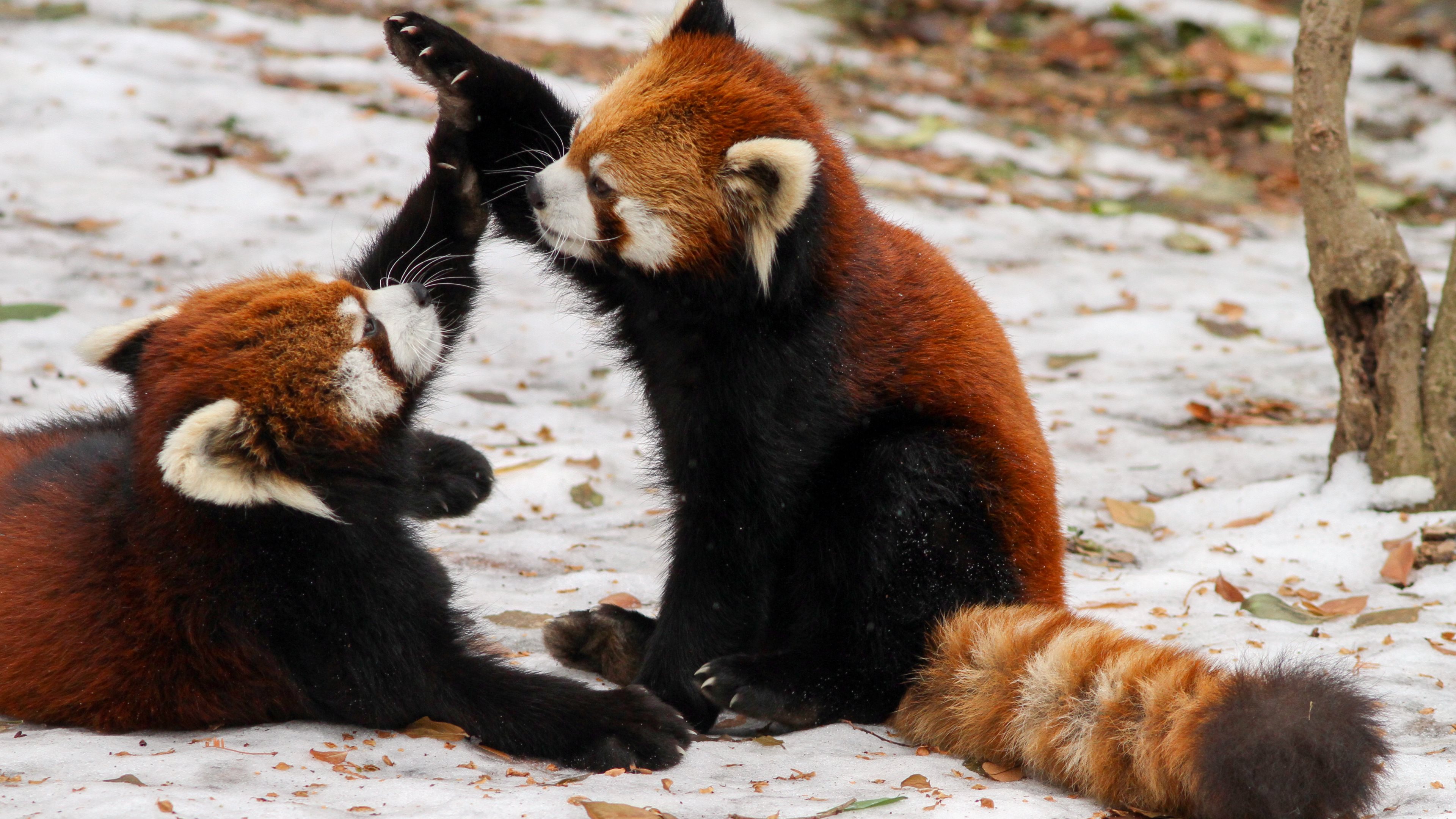 Red Panda Kawaii Wallpapers