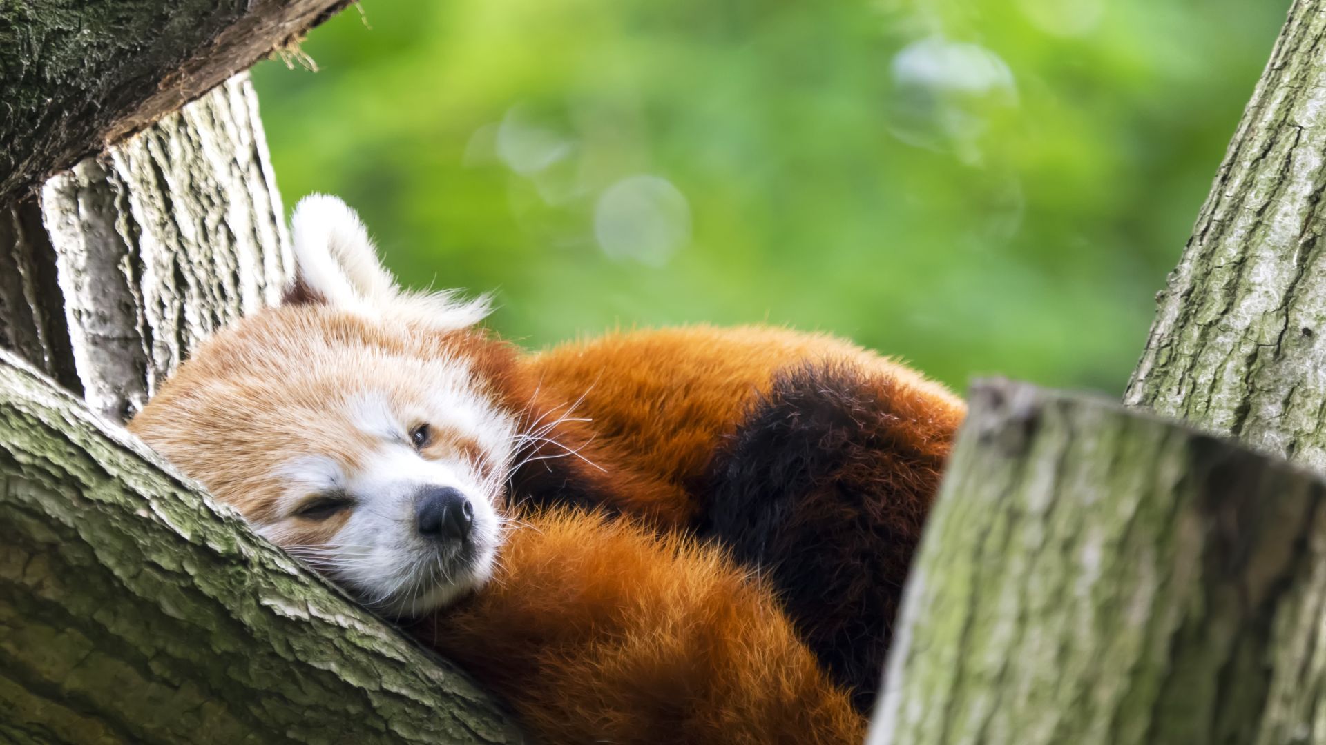 Red Panda Kawaii Wallpapers