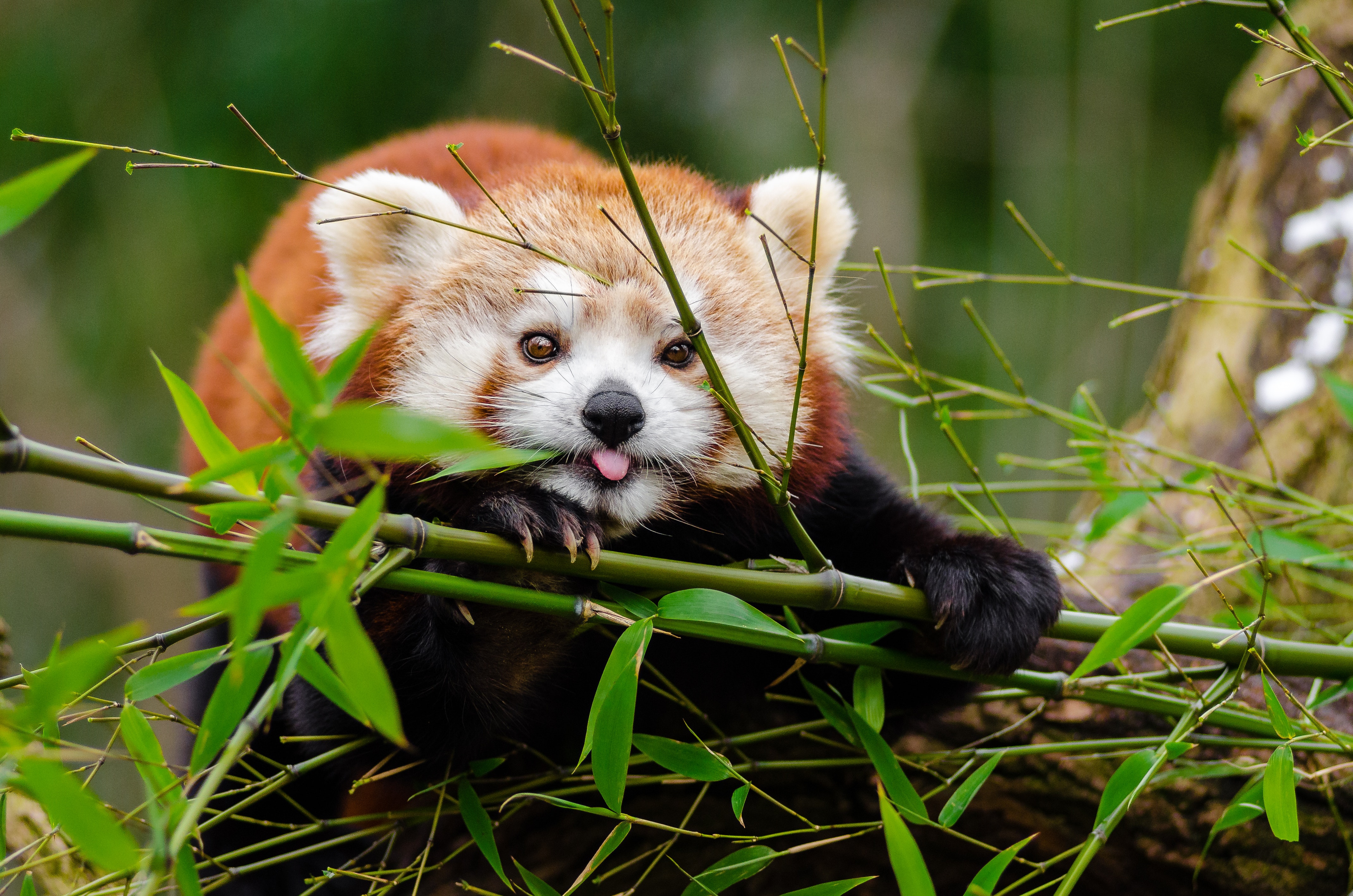 Red Panda Kawaii Wallpapers