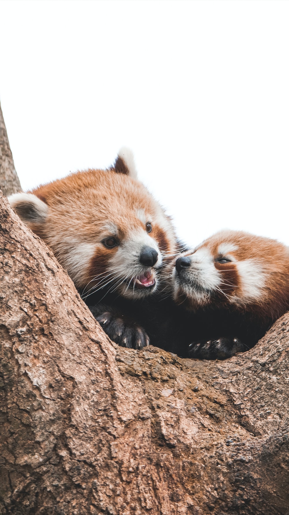 Red Panda Kawaii Wallpapers