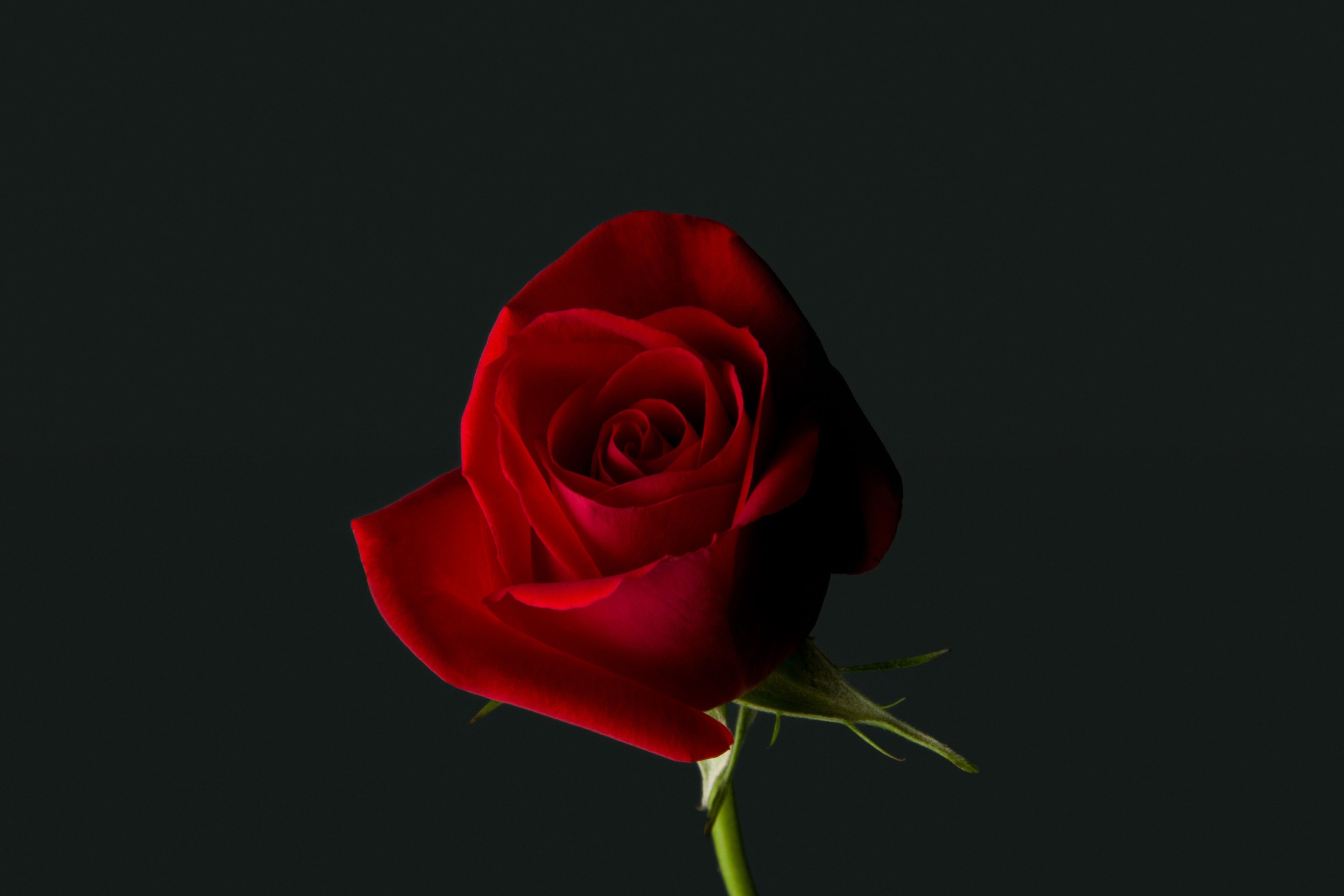 Red Rose 4K Wallpapers