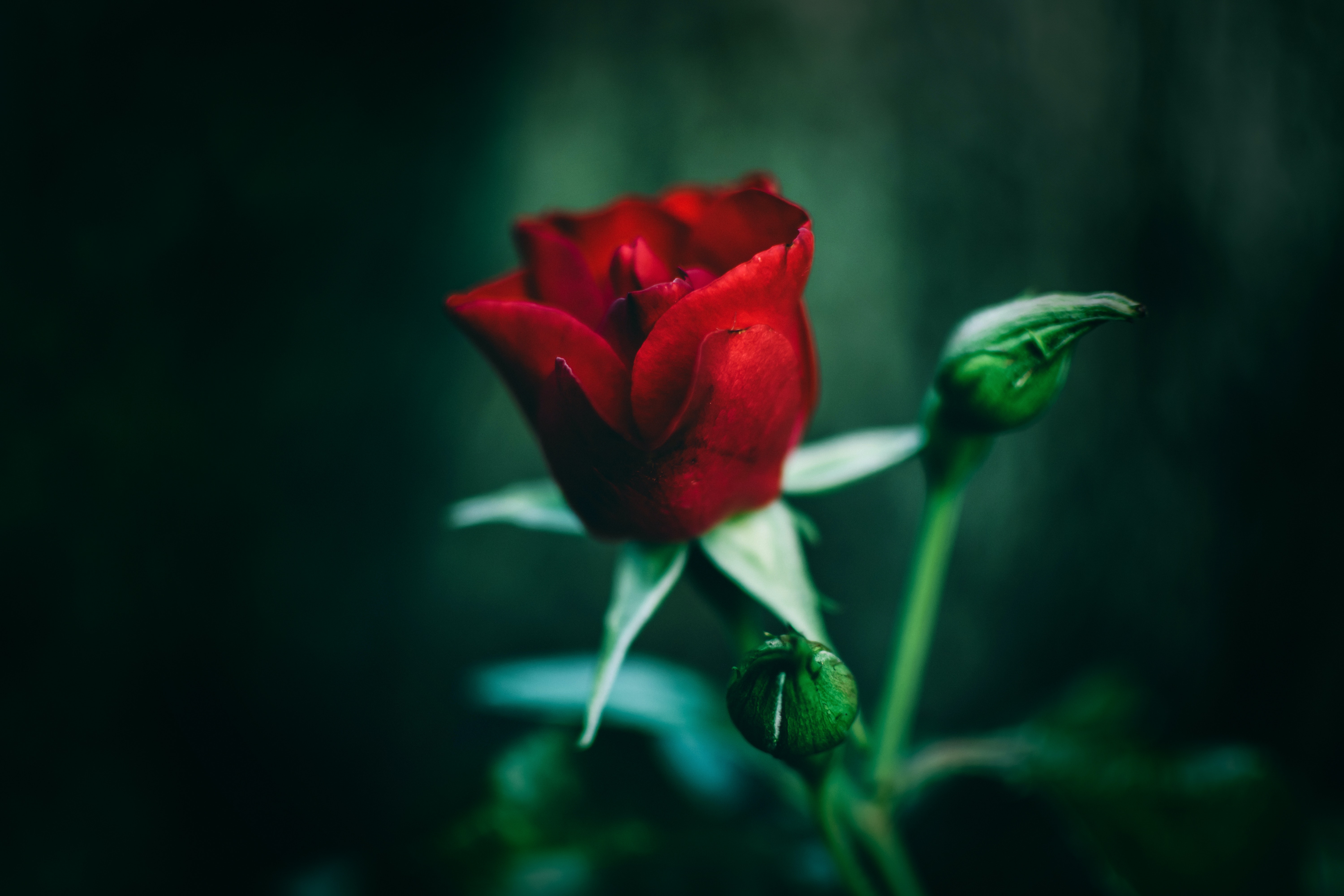 Red Rose 4K Wallpapers