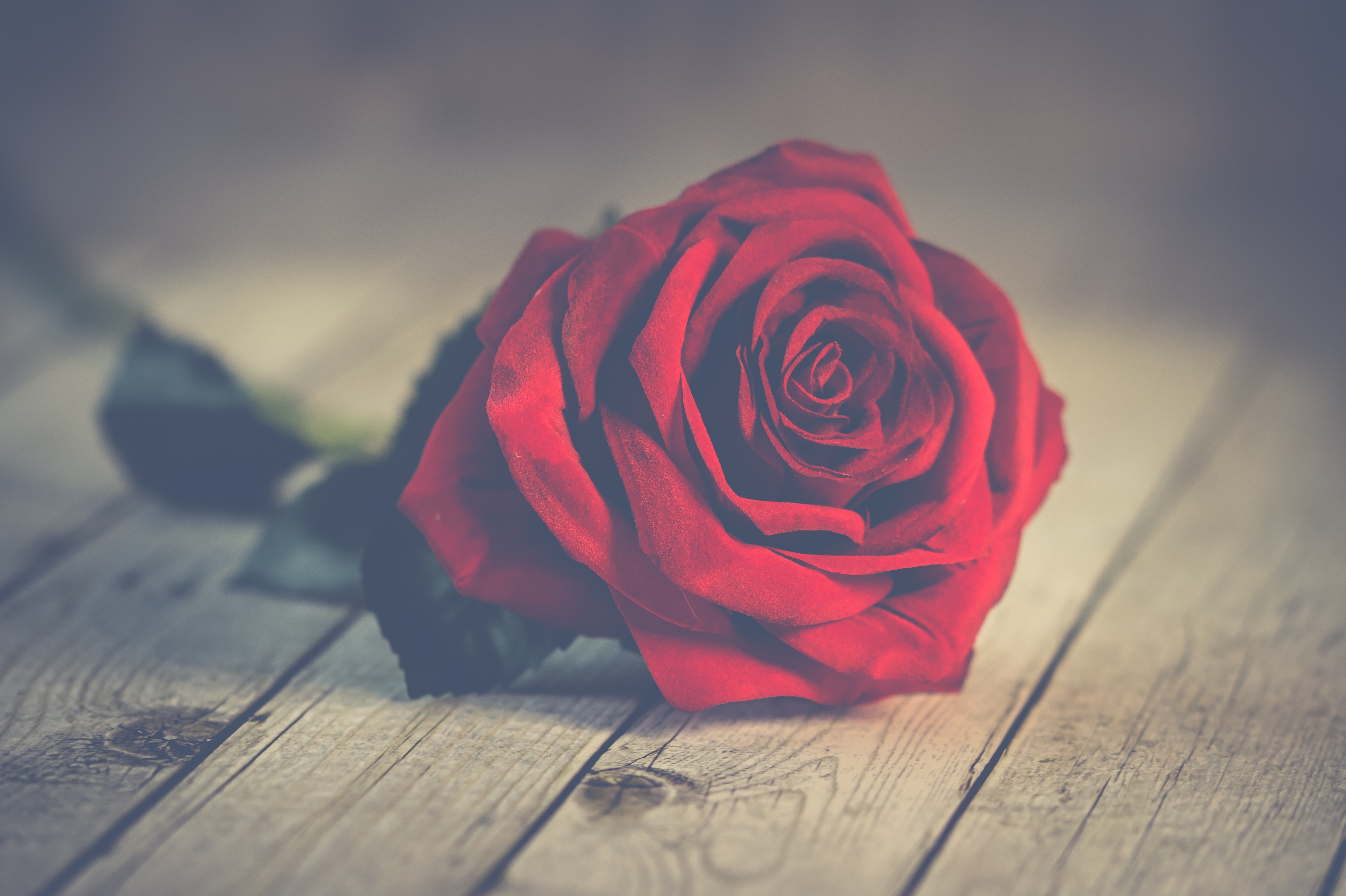 Red Rose 4K Wallpapers