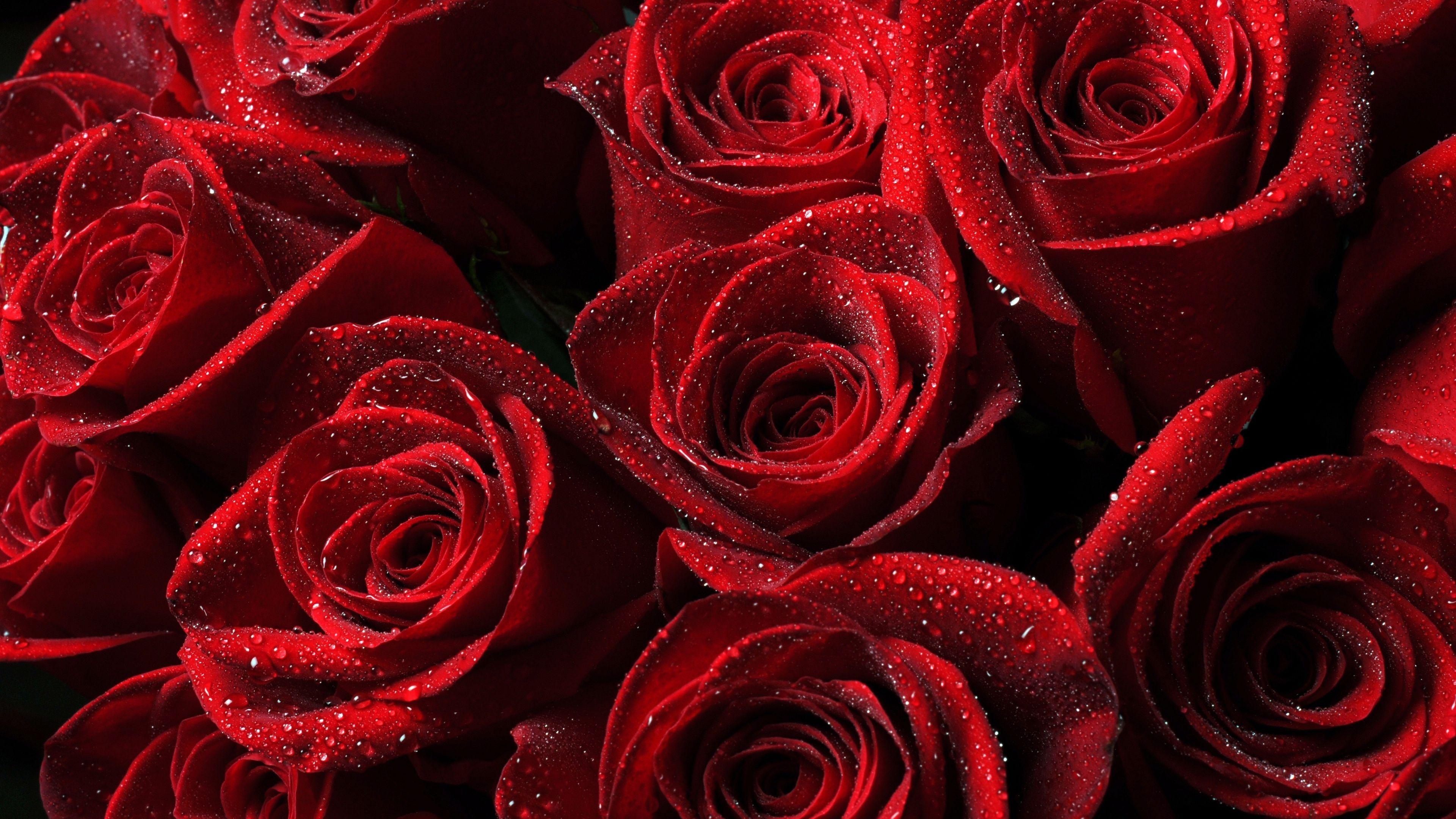 Red Rose 4K Wallpapers