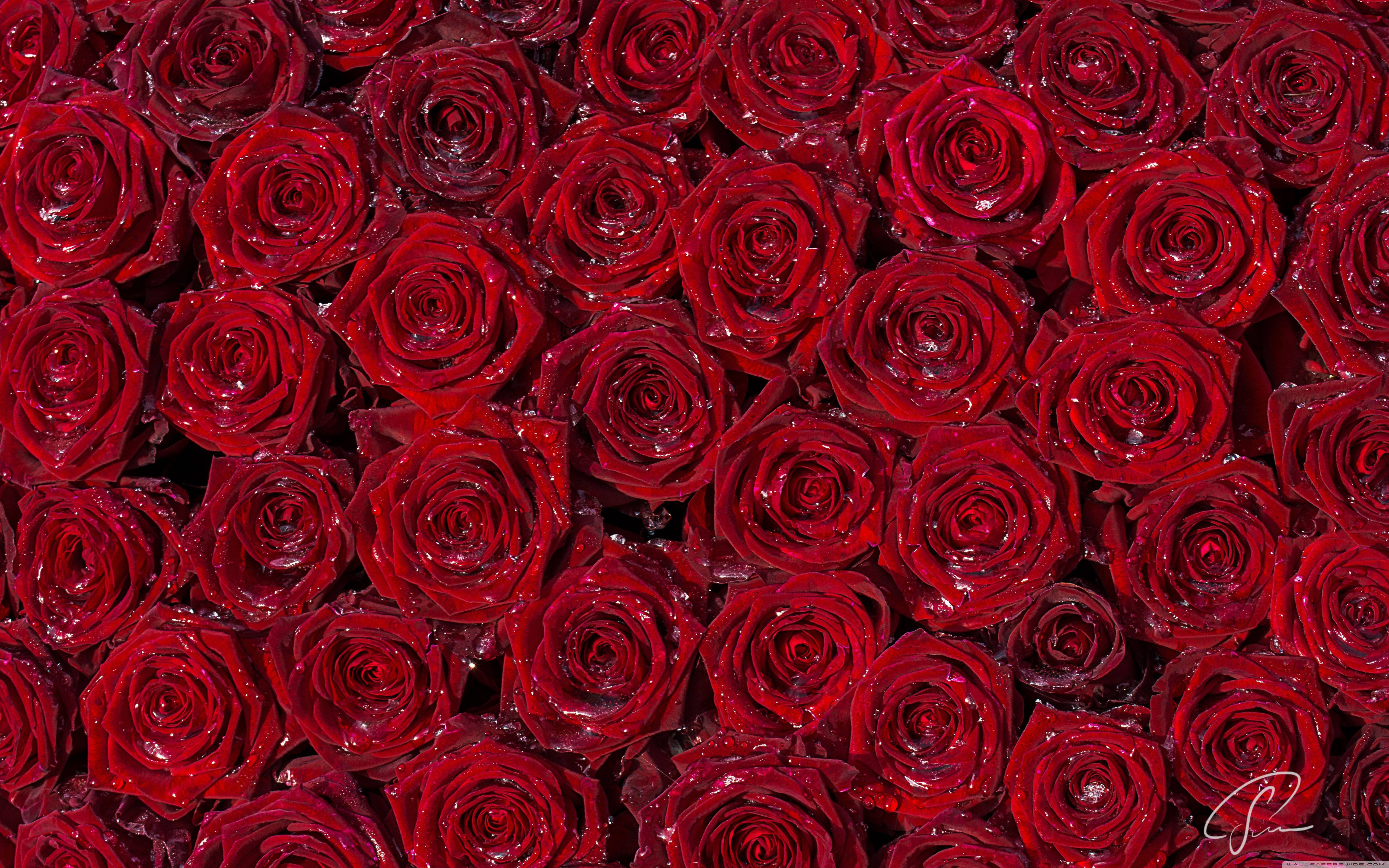 Red Rose 4K Wallpapers