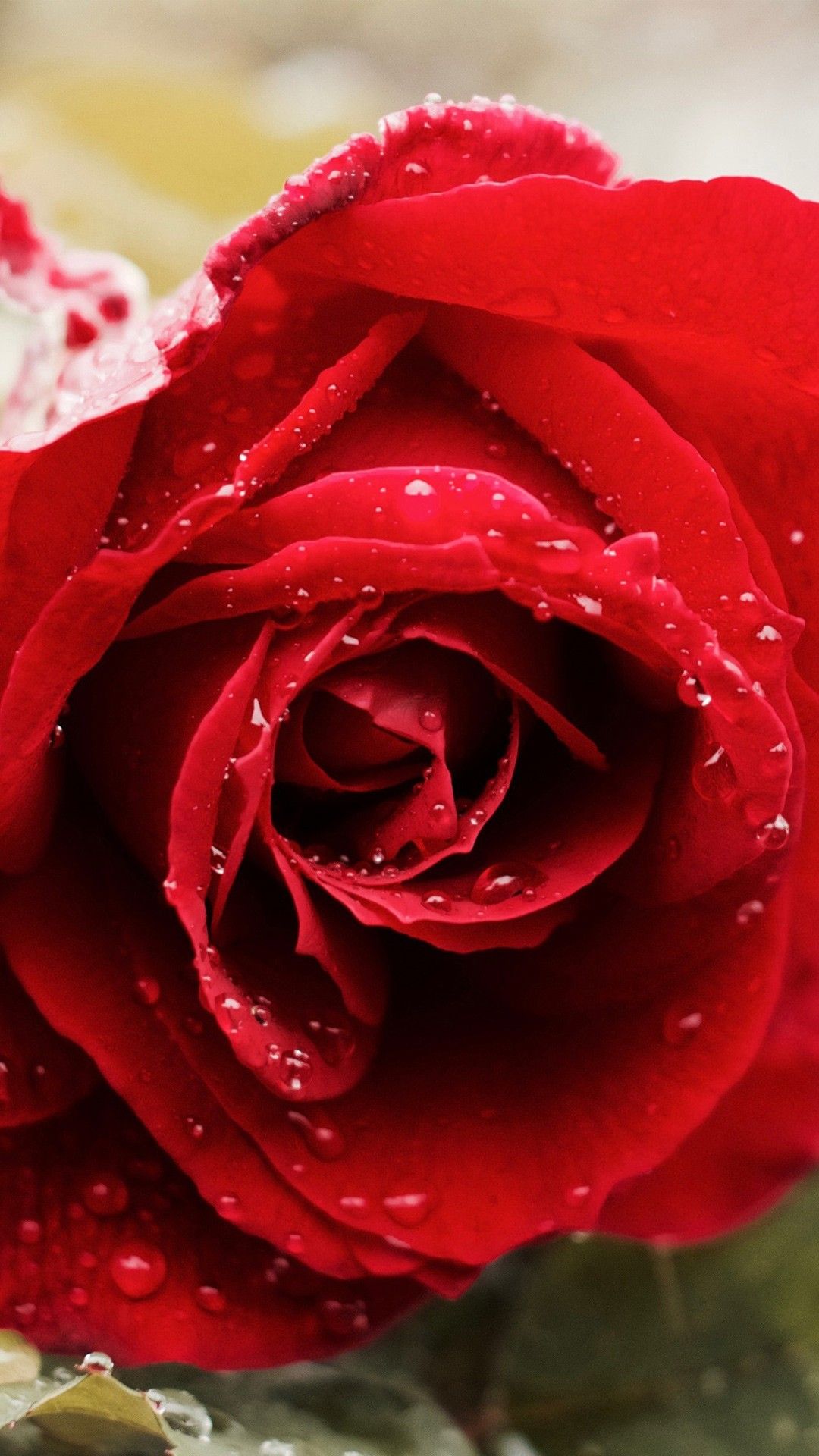 Red Rose 4K Wallpapers