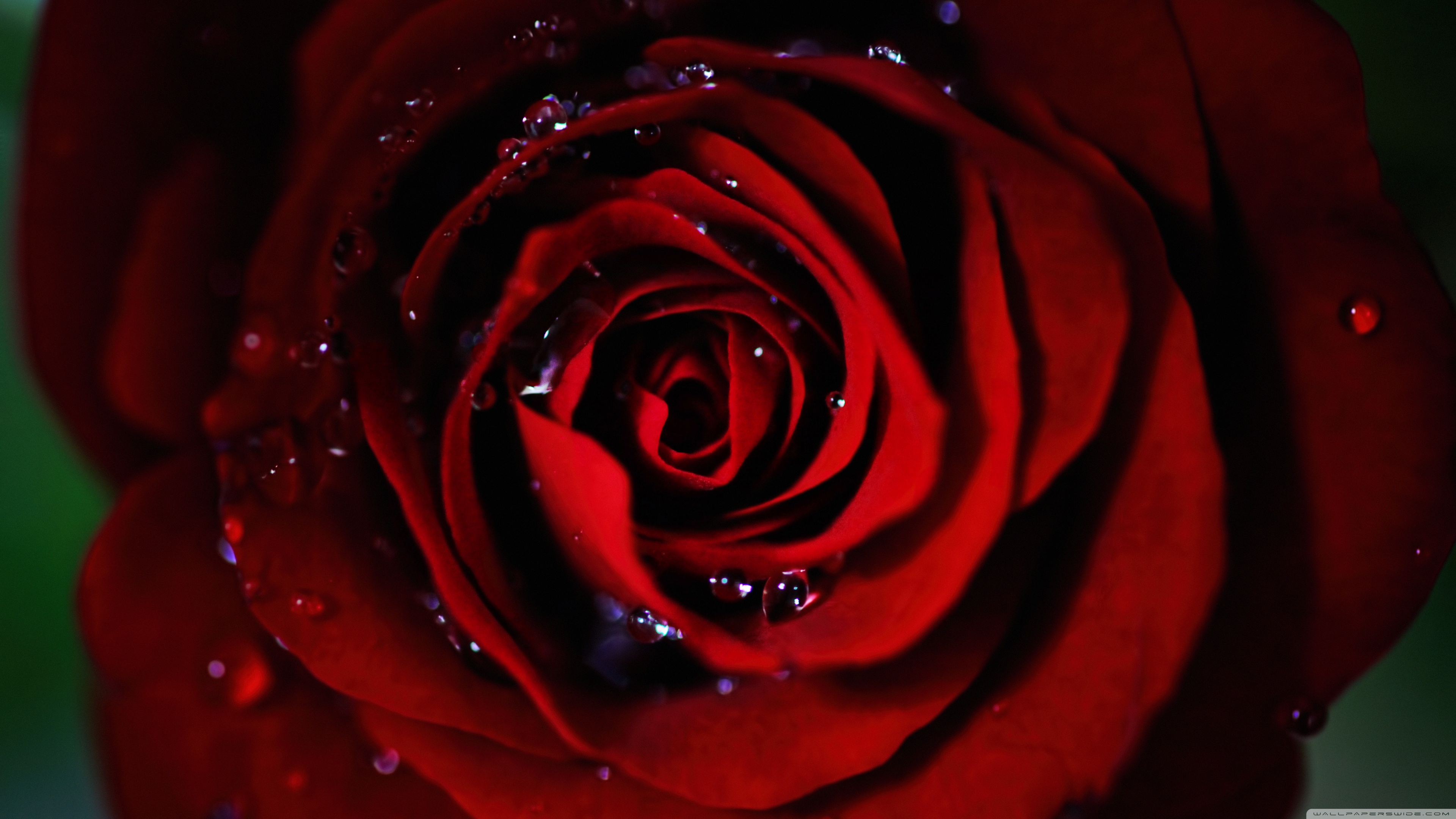 Red Rose 4K Wallpapers