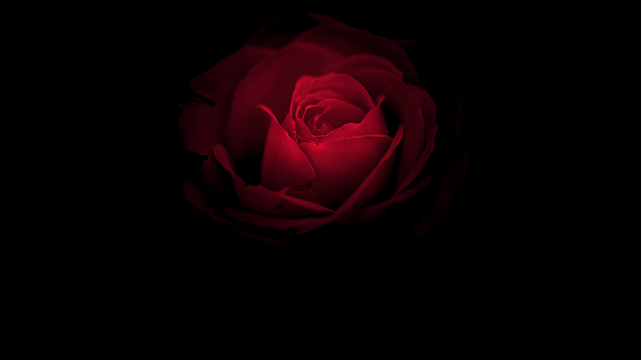 Red Rose 4K Wallpapers