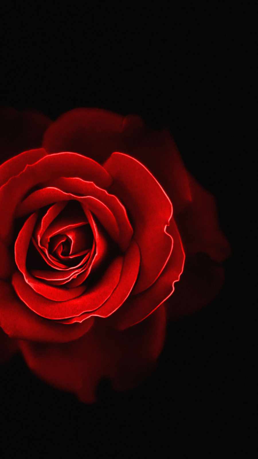 Red Rose 4K Wallpapers