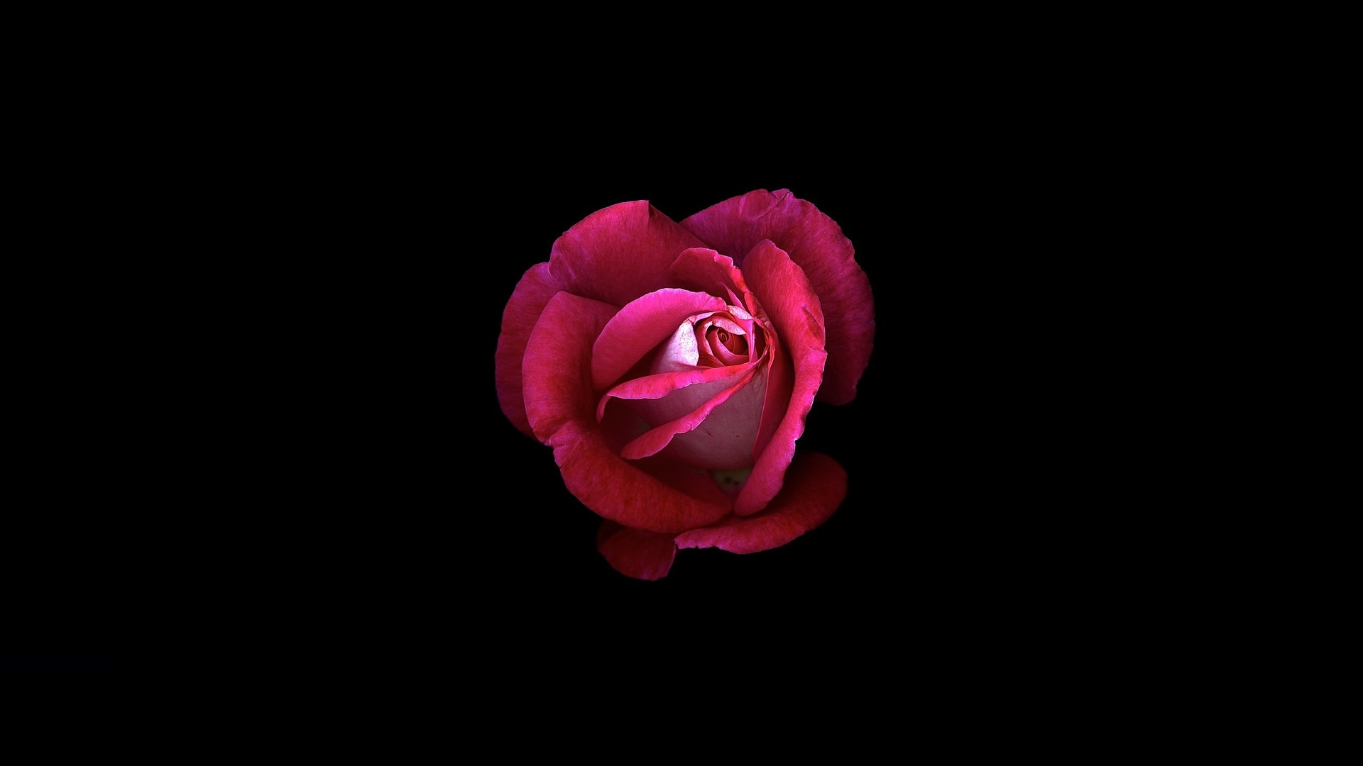 Red Rose 4K Wallpapers