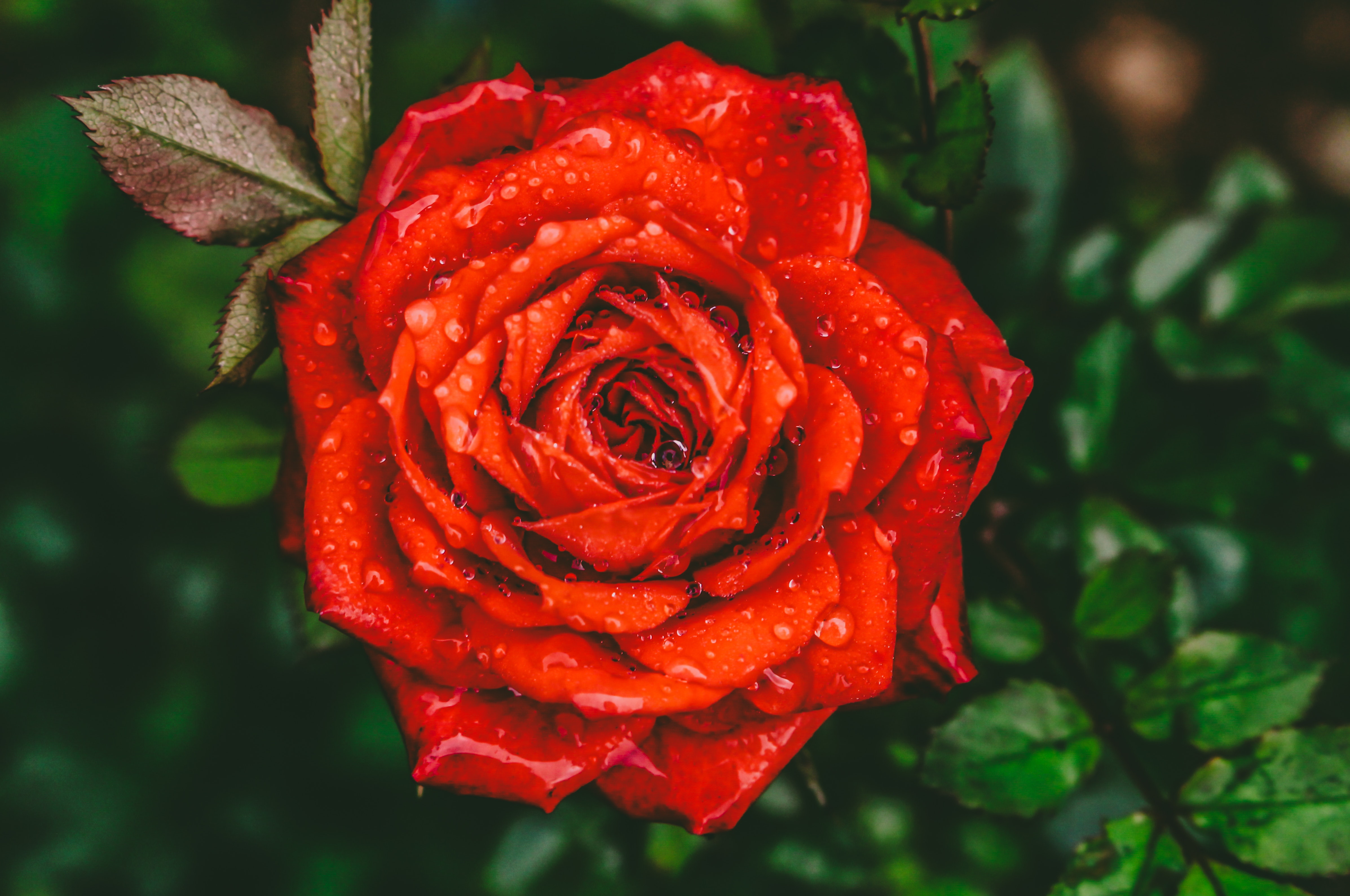 Red Rose 4K Wallpapers