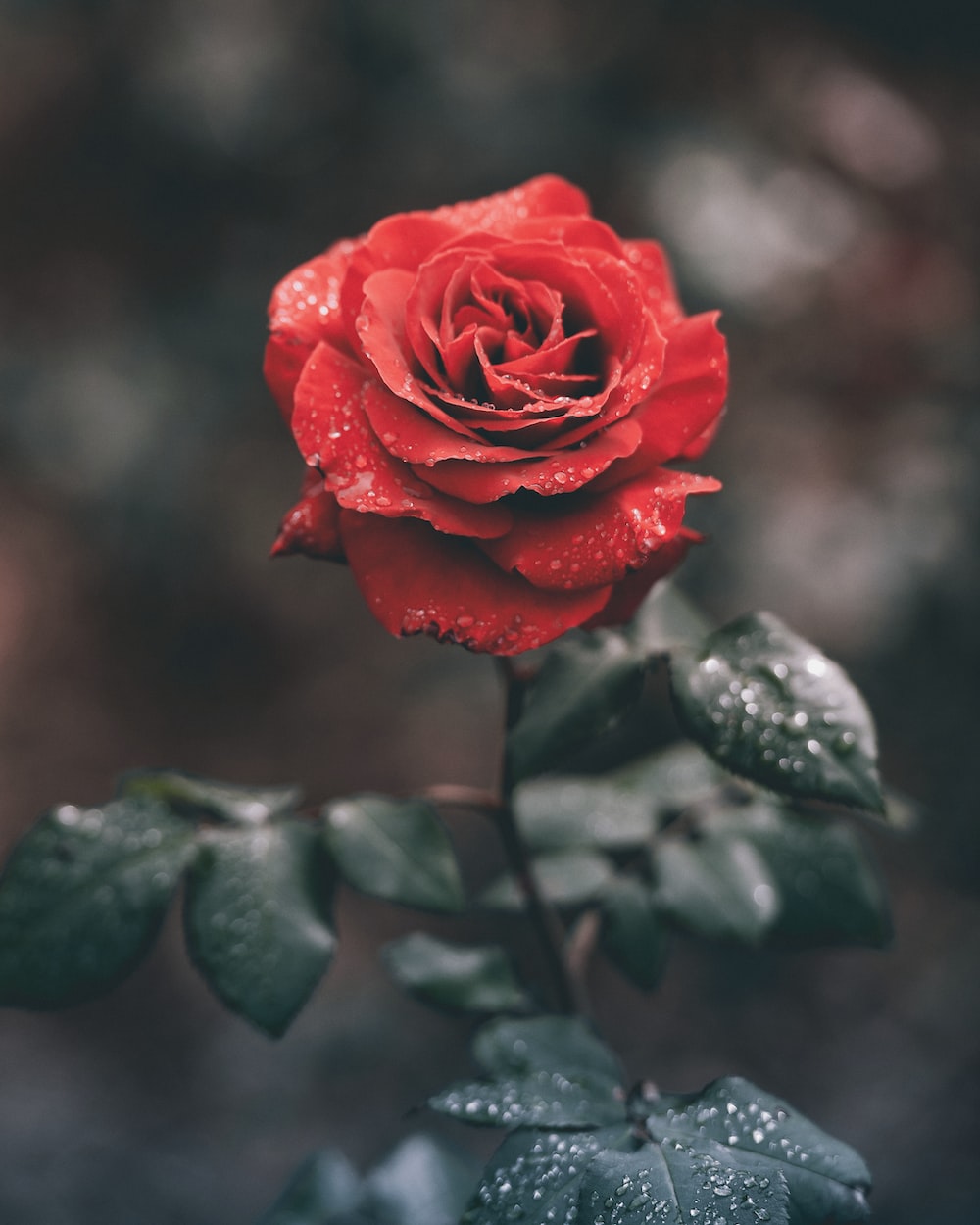 Red Rose 4K Wallpapers