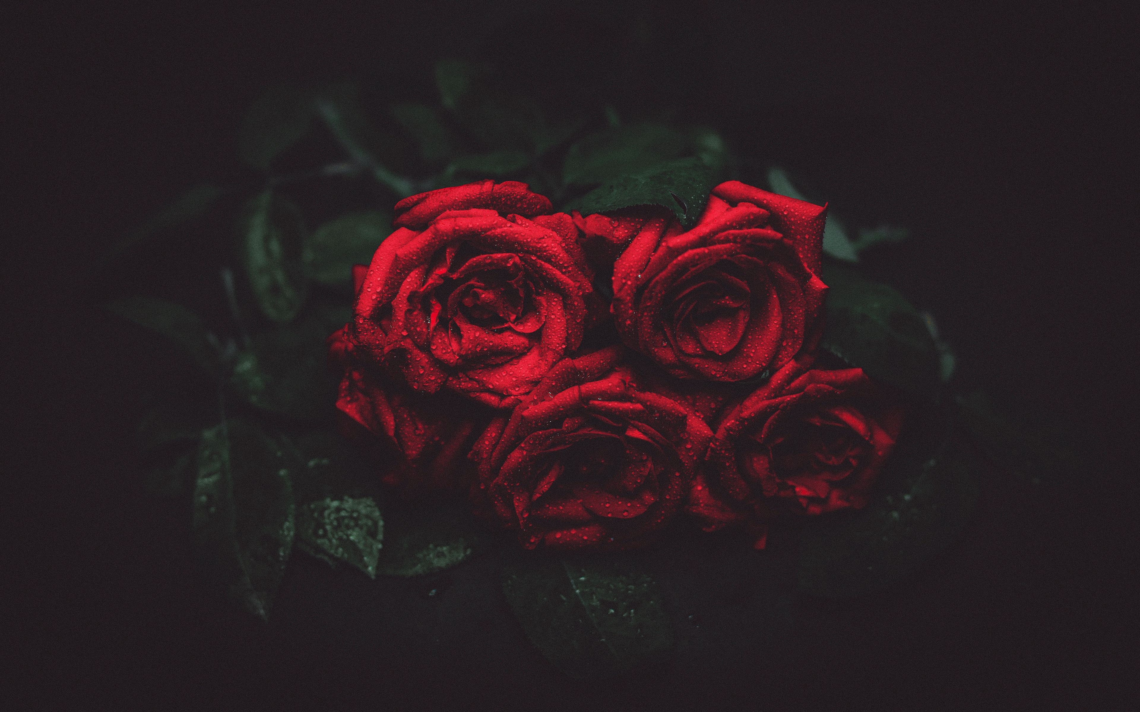 Red Rose 4K Wallpapers