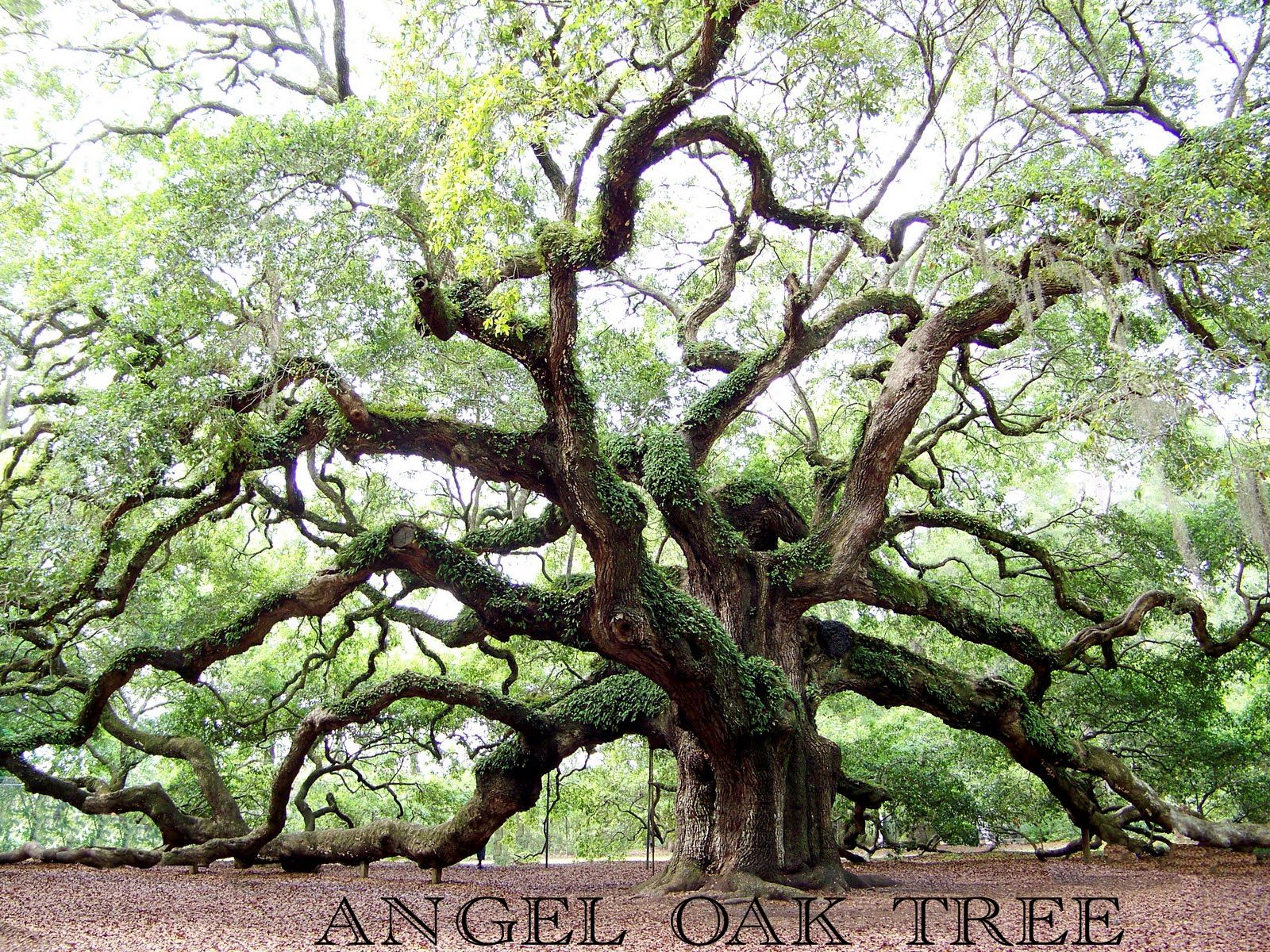 Angel Oak Tree Wallpapers