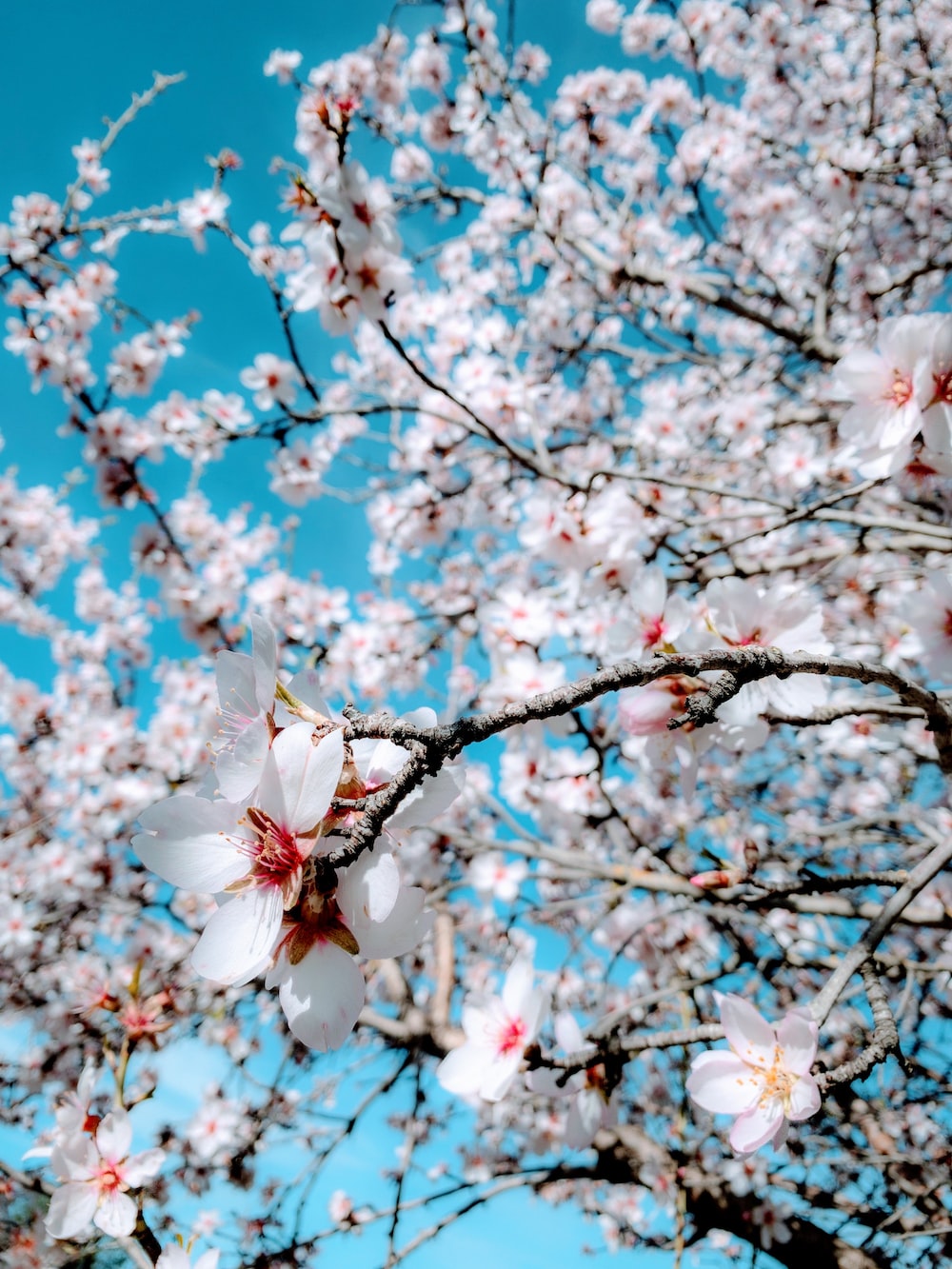 Apricot Tree Wallpapers