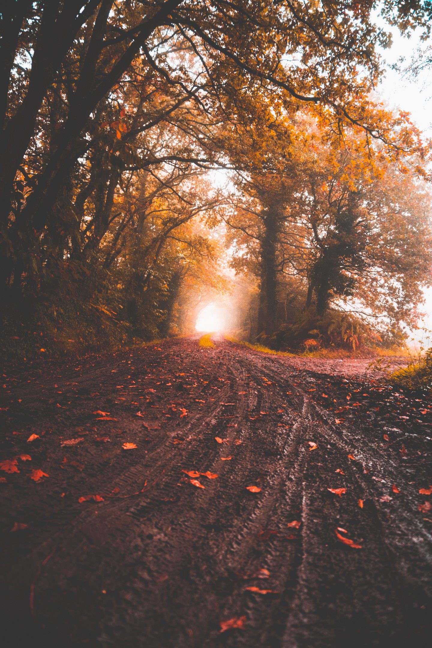 Autumn Aesthetic Wallpapers