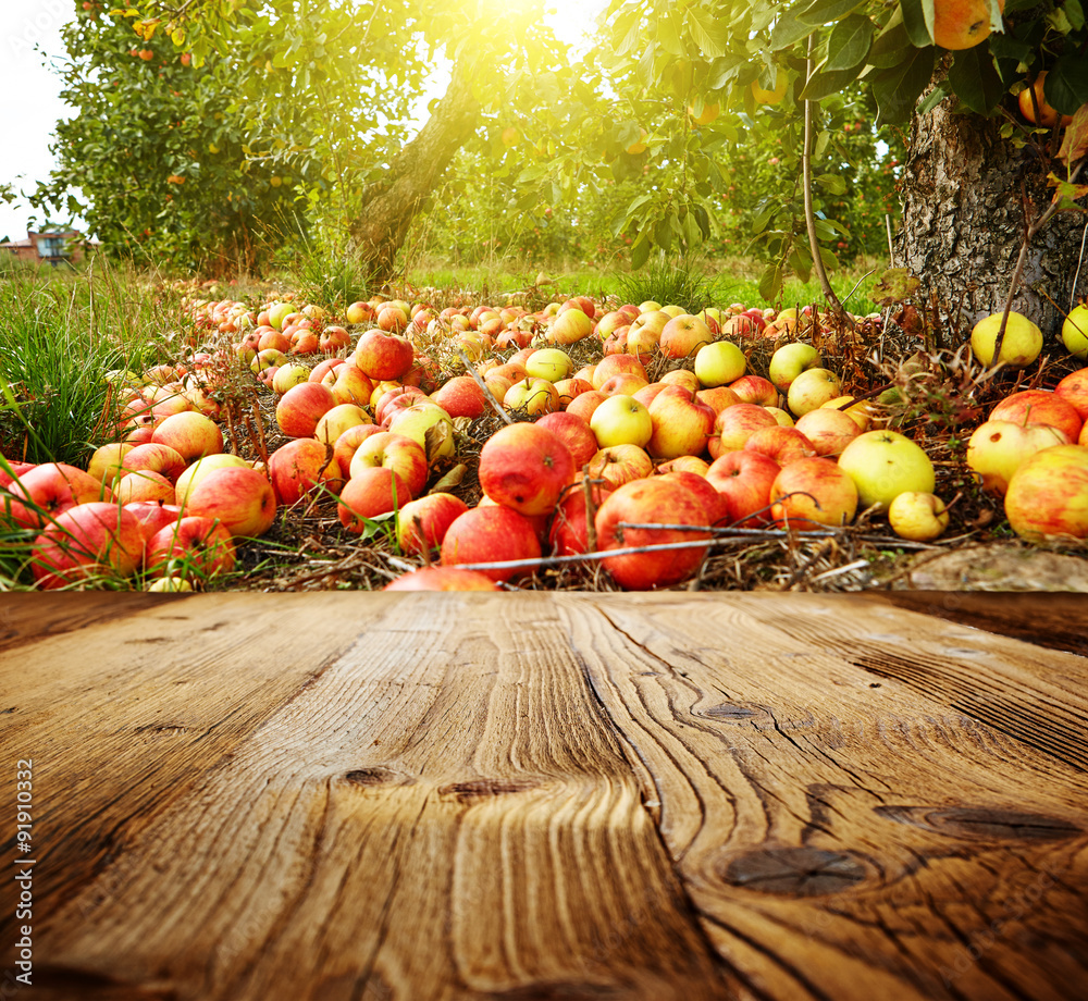 Autumn Apples Wallpapers