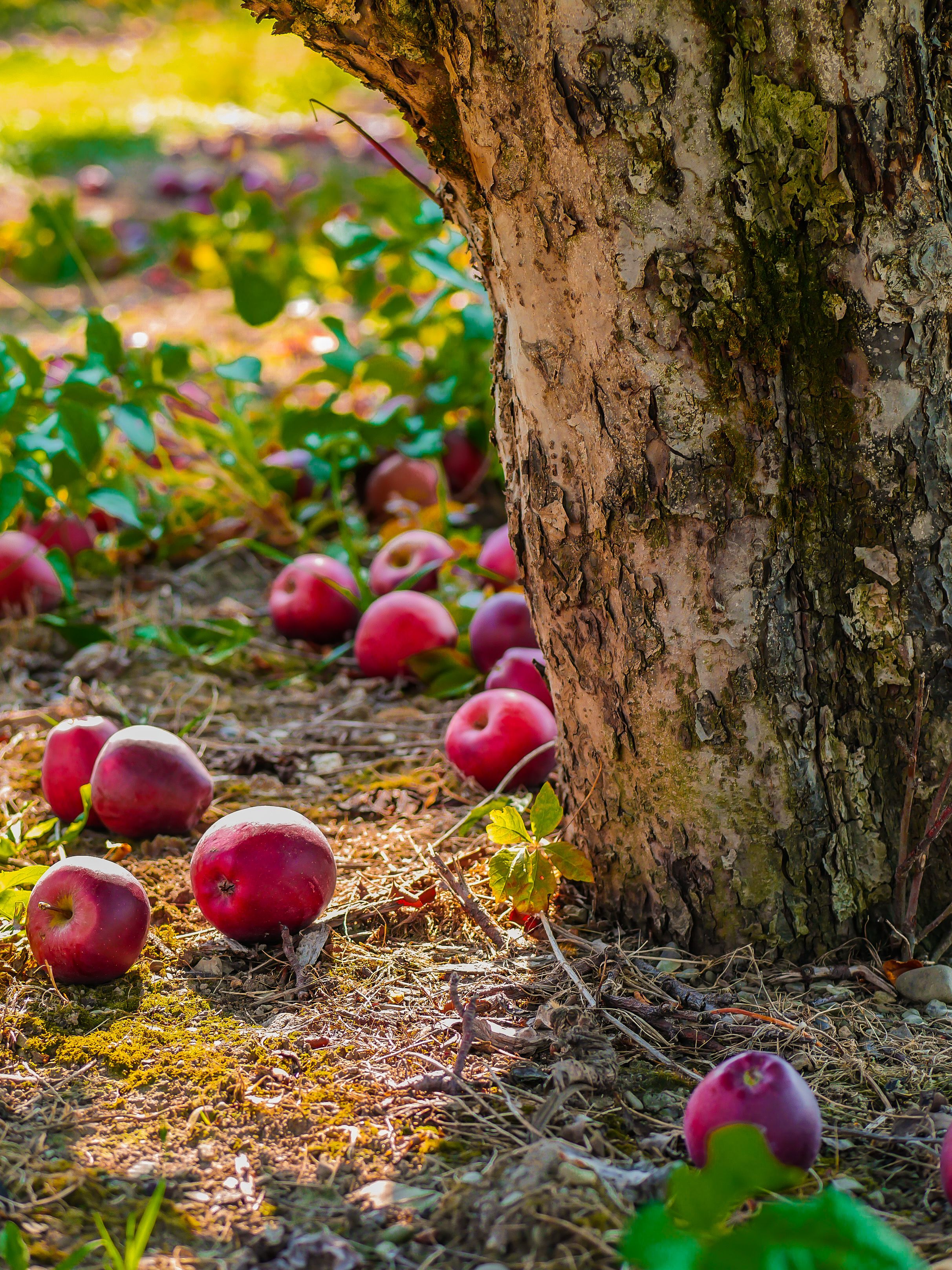 Autumn Apples Wallpapers