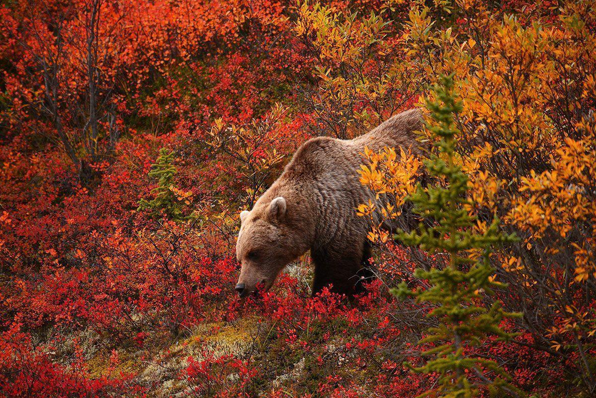 Autumn Bear Wallpapers