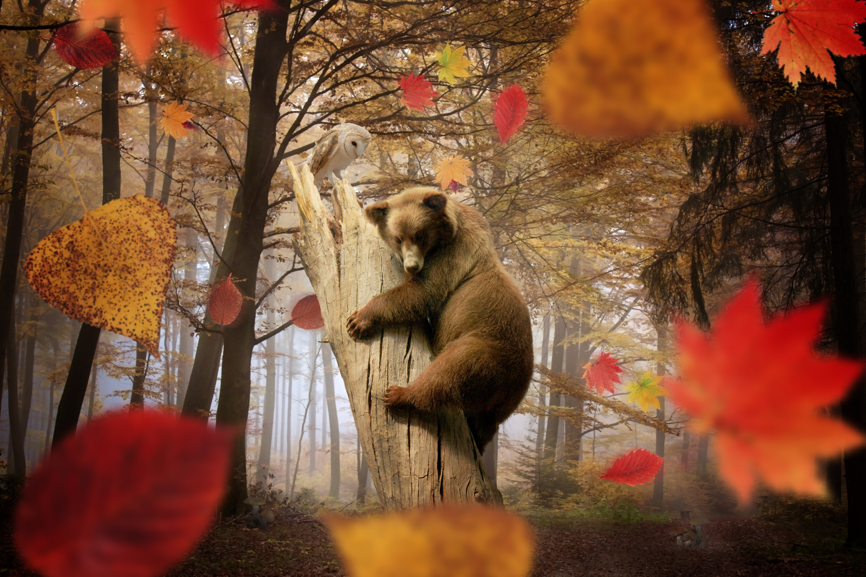 Autumn Bear Wallpapers