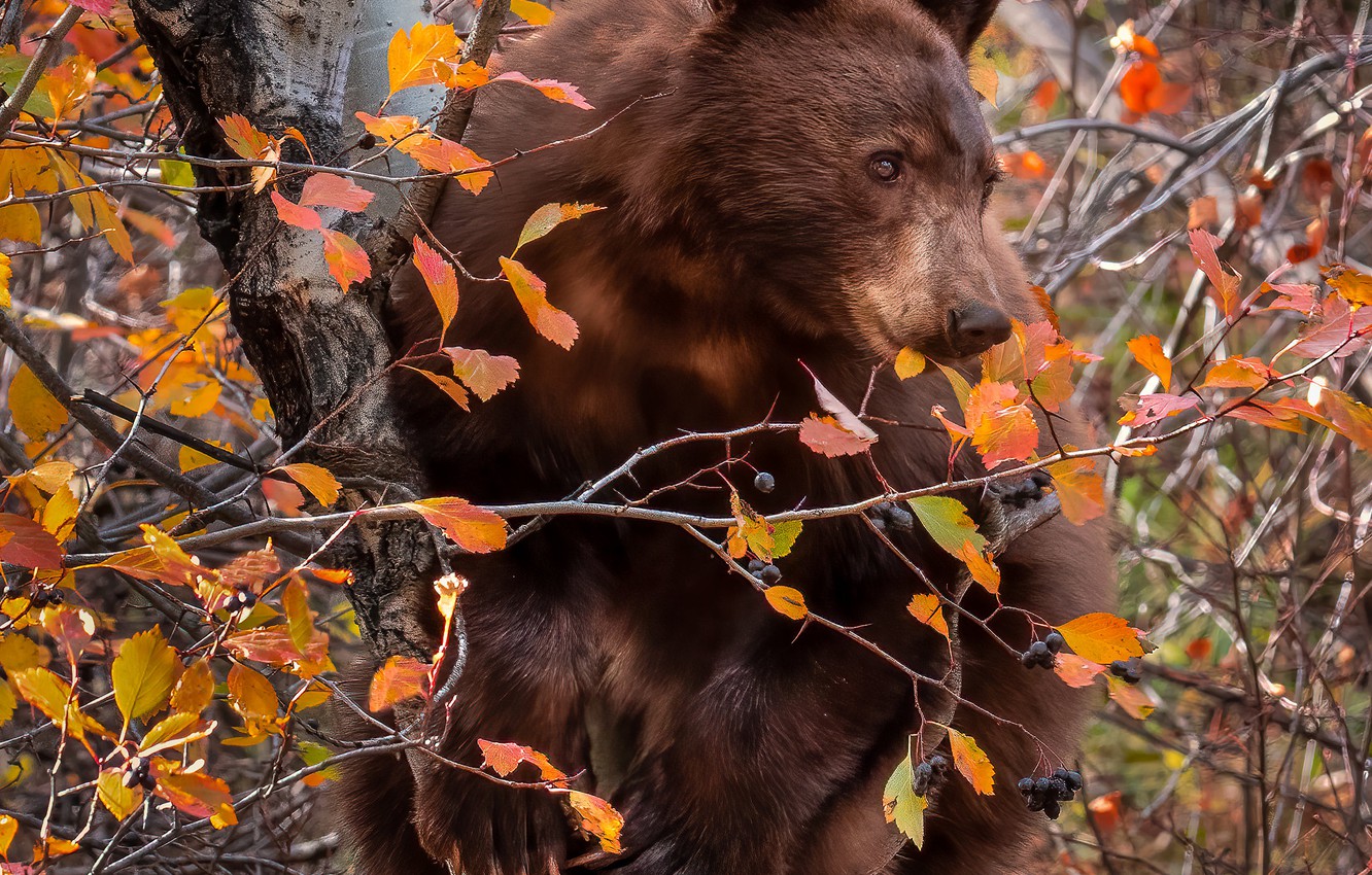 Autumn Bear Wallpapers