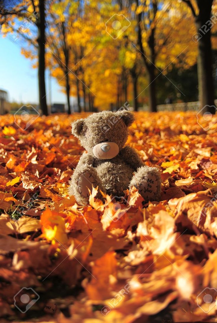 Autumn Bear Wallpapers