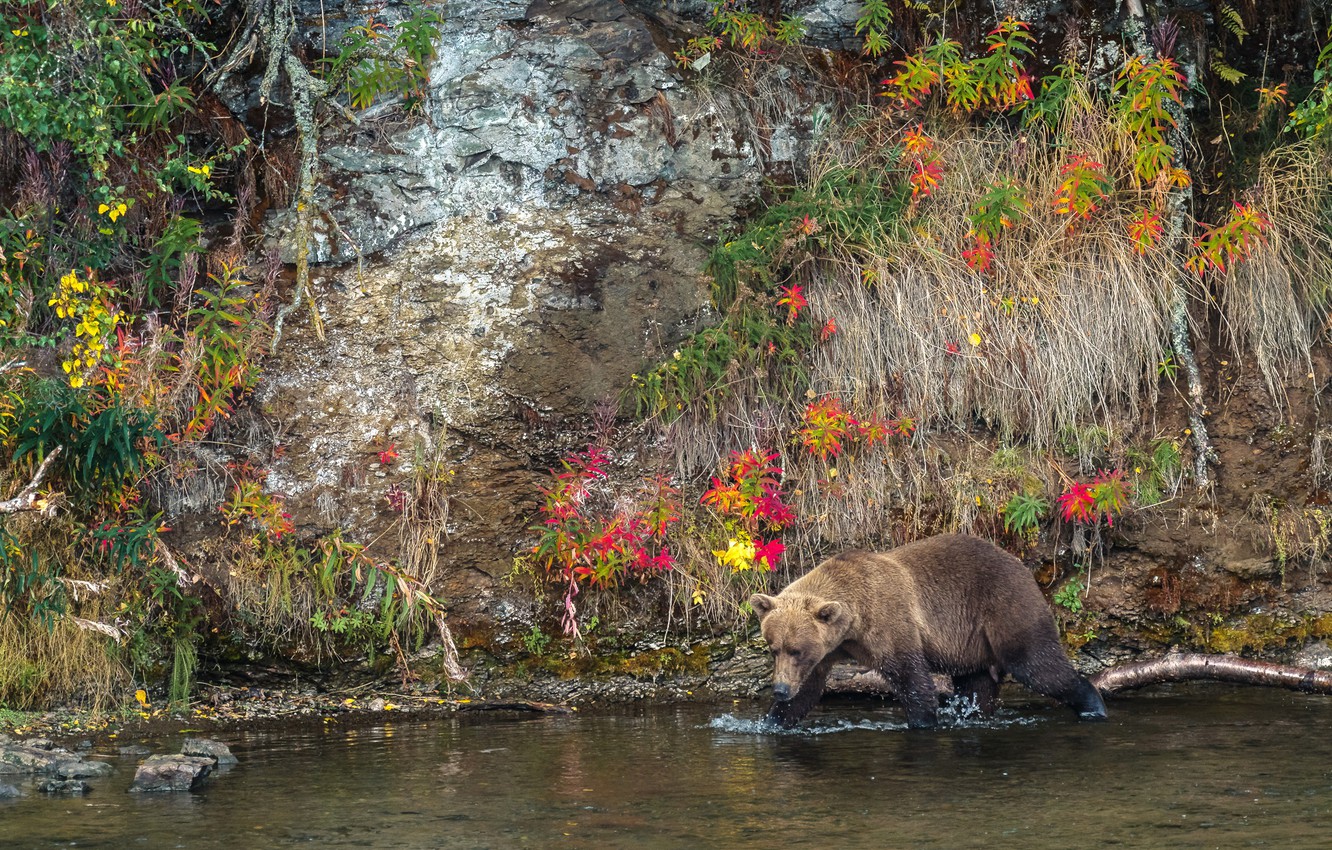 Autumn Bear Wallpapers