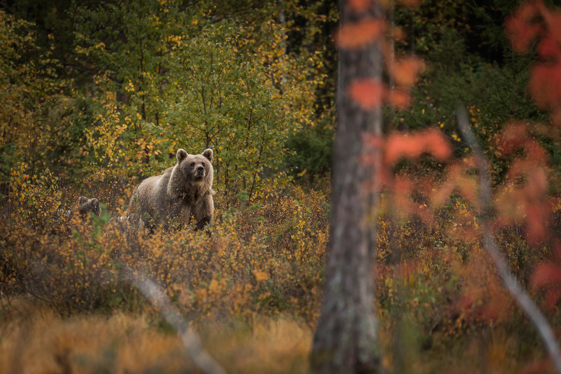 Autumn Bear Wallpapers