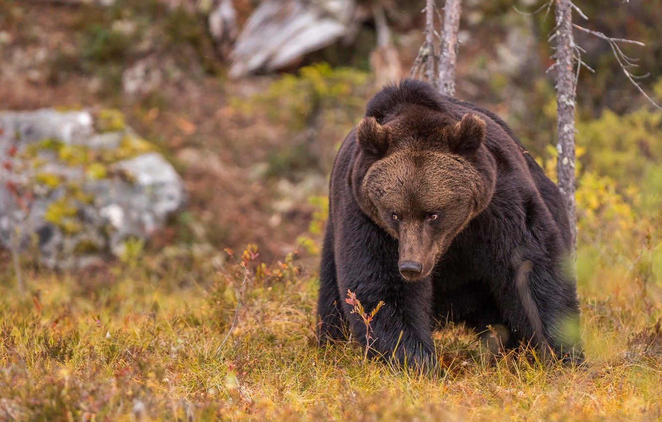 Autumn Bear Wallpapers