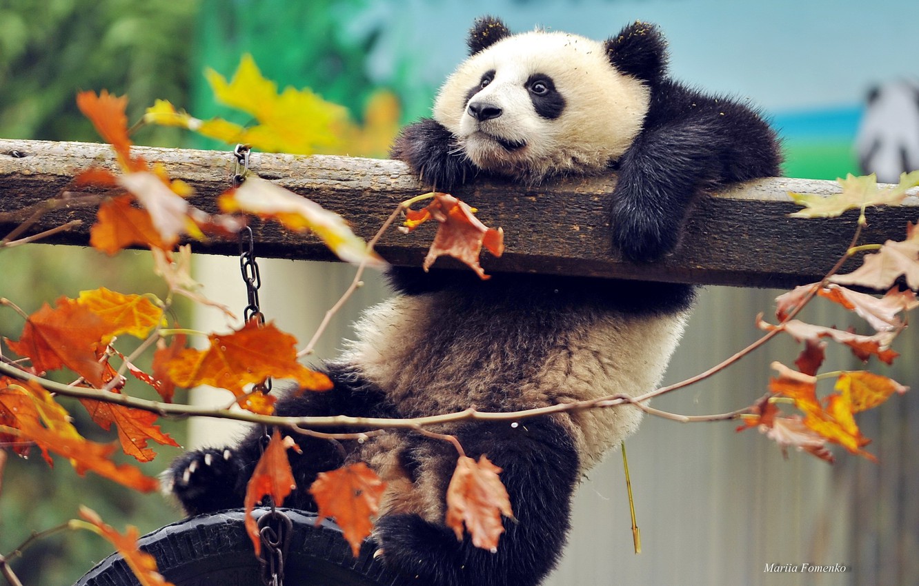 Autumn Bear Wallpapers