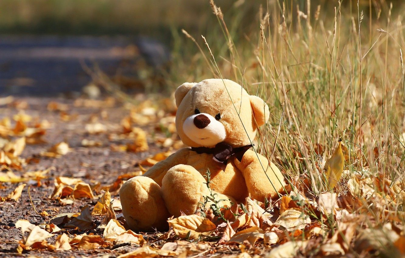 Autumn Bear Wallpapers