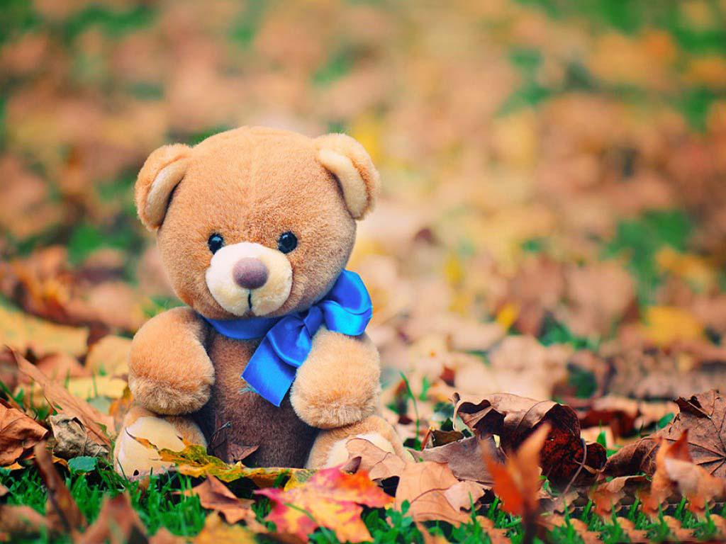 Autumn Bear Wallpapers