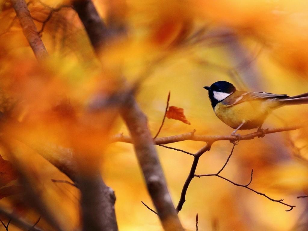 Autumn Birds Wallpapers