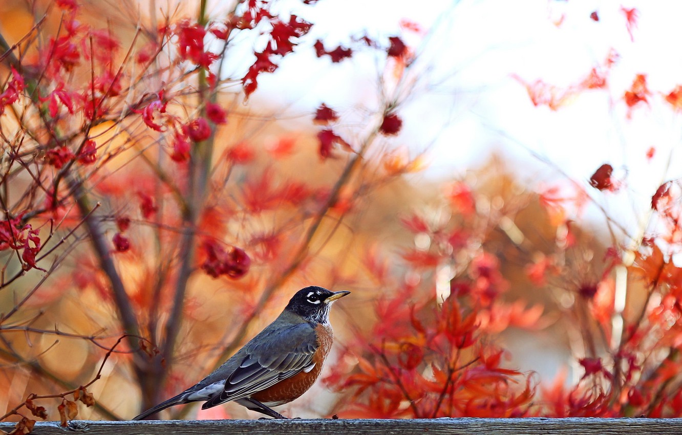 Autumn Birds Wallpapers