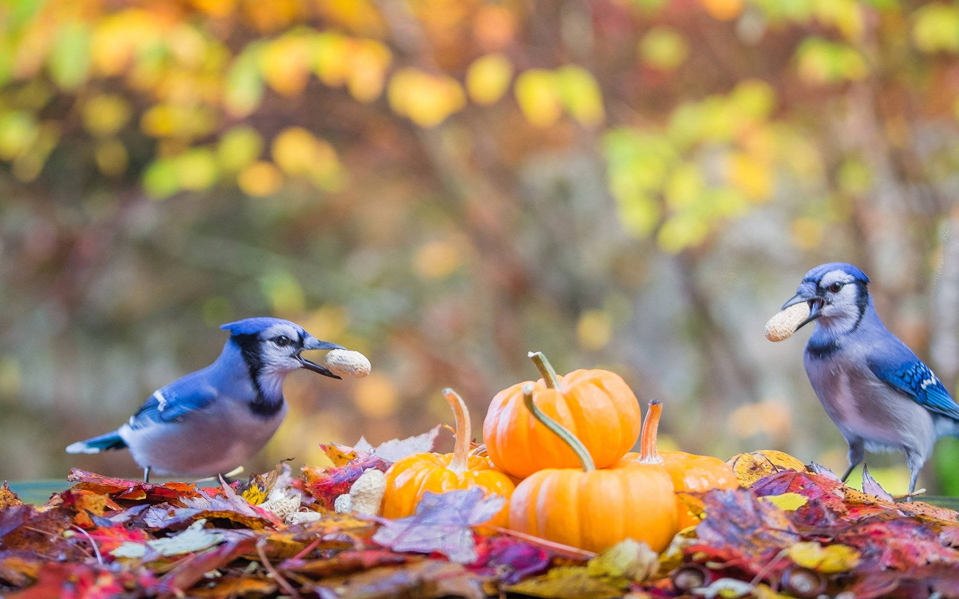 Autumn Birds Wallpapers