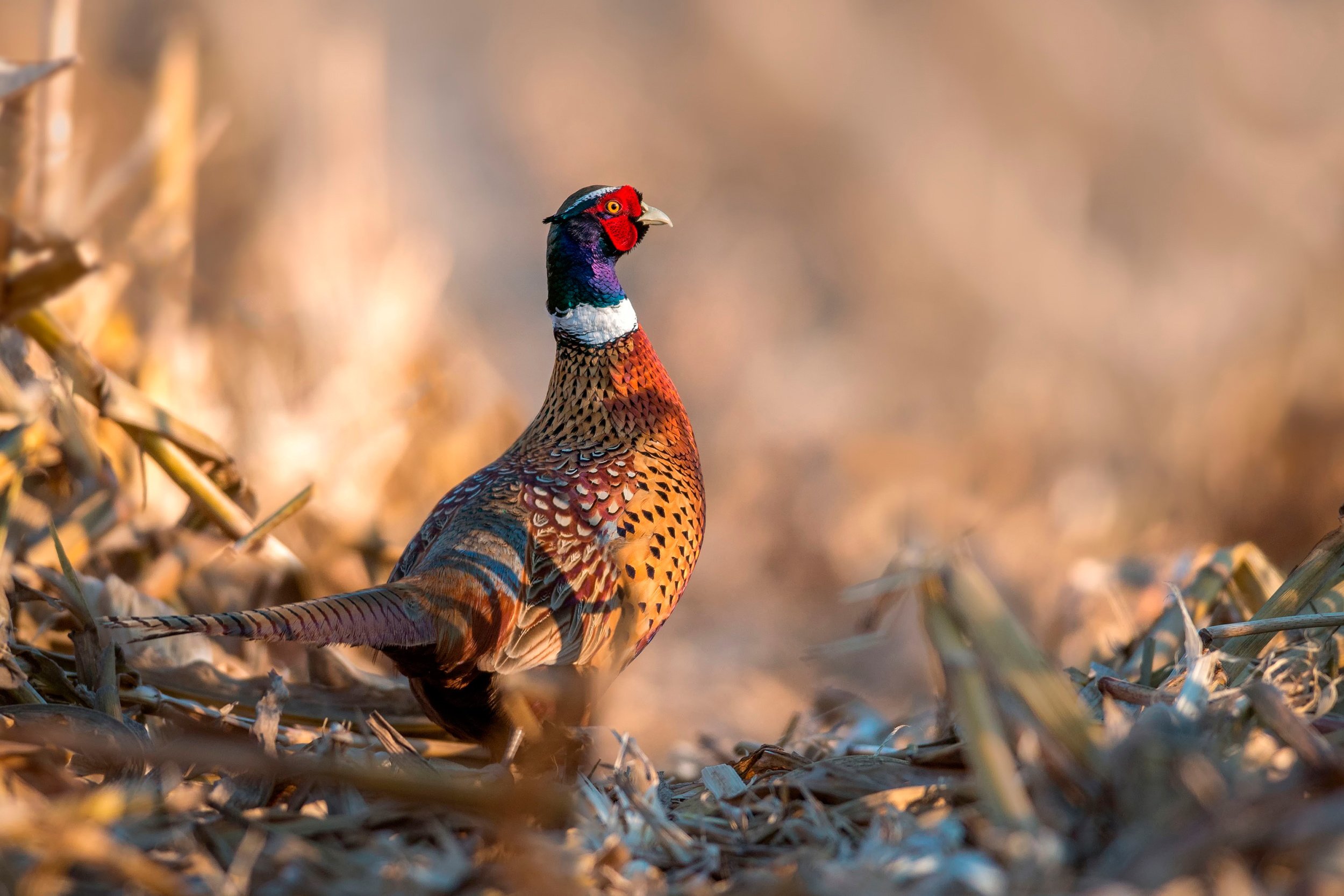 Autumn Birds Wallpapers