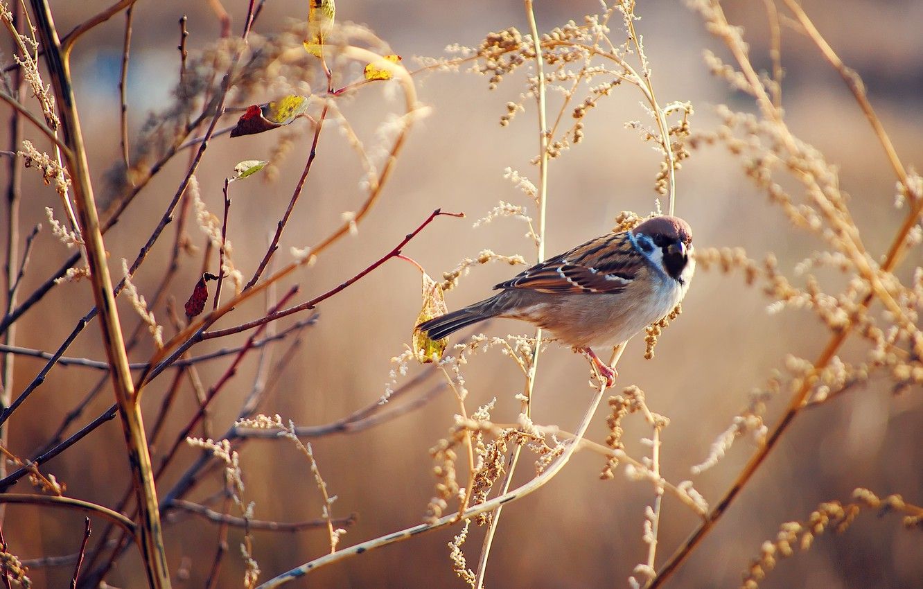 Autumn Birds Wallpapers