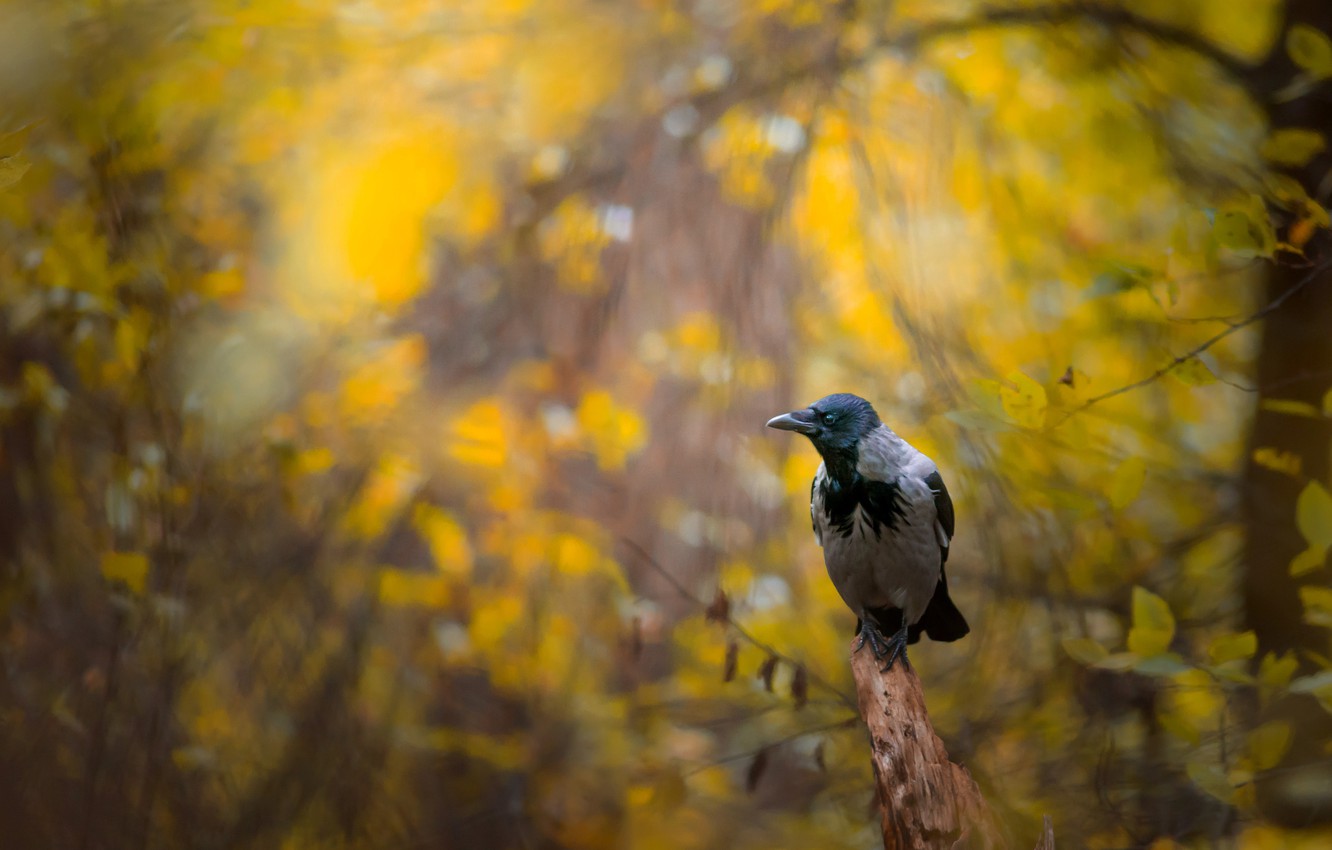 Autumn Birds Wallpapers