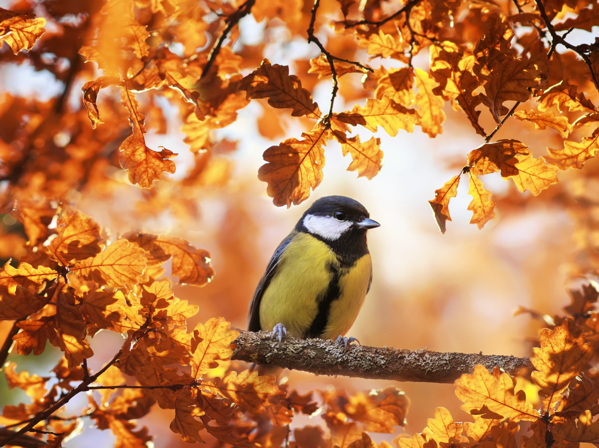 Autumn Birds Wallpapers