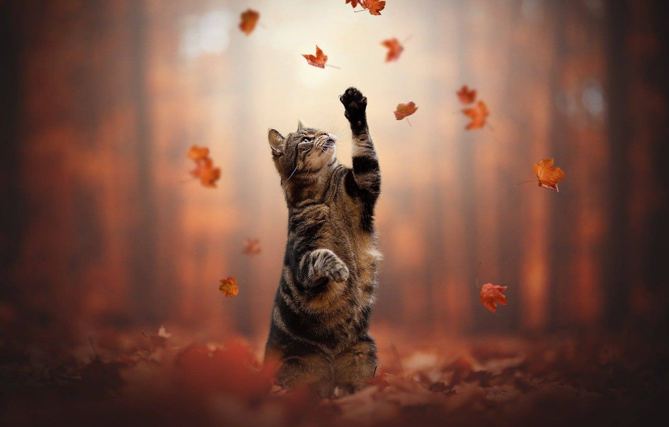 Autumn Cat Wallpapers