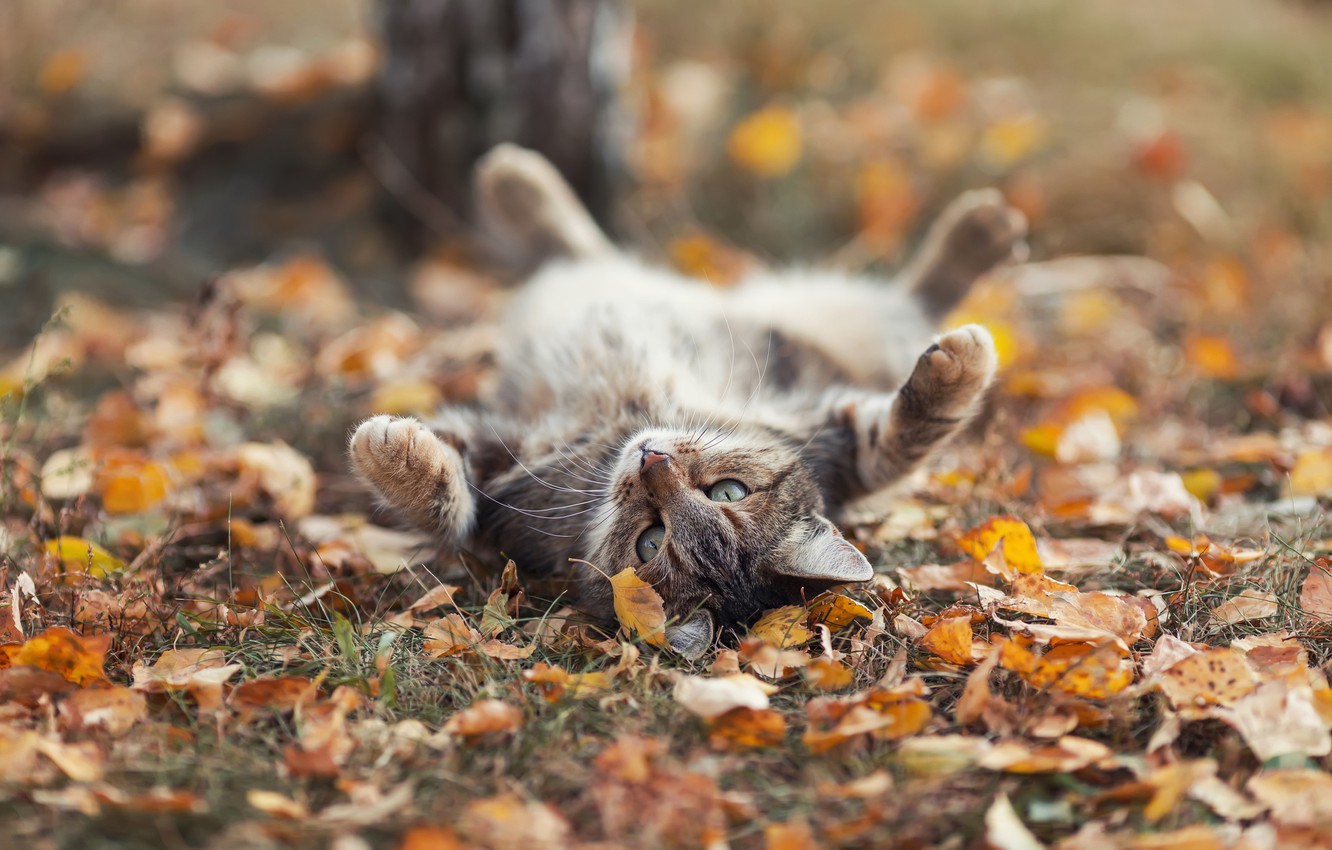 Autumn Cat Wallpapers