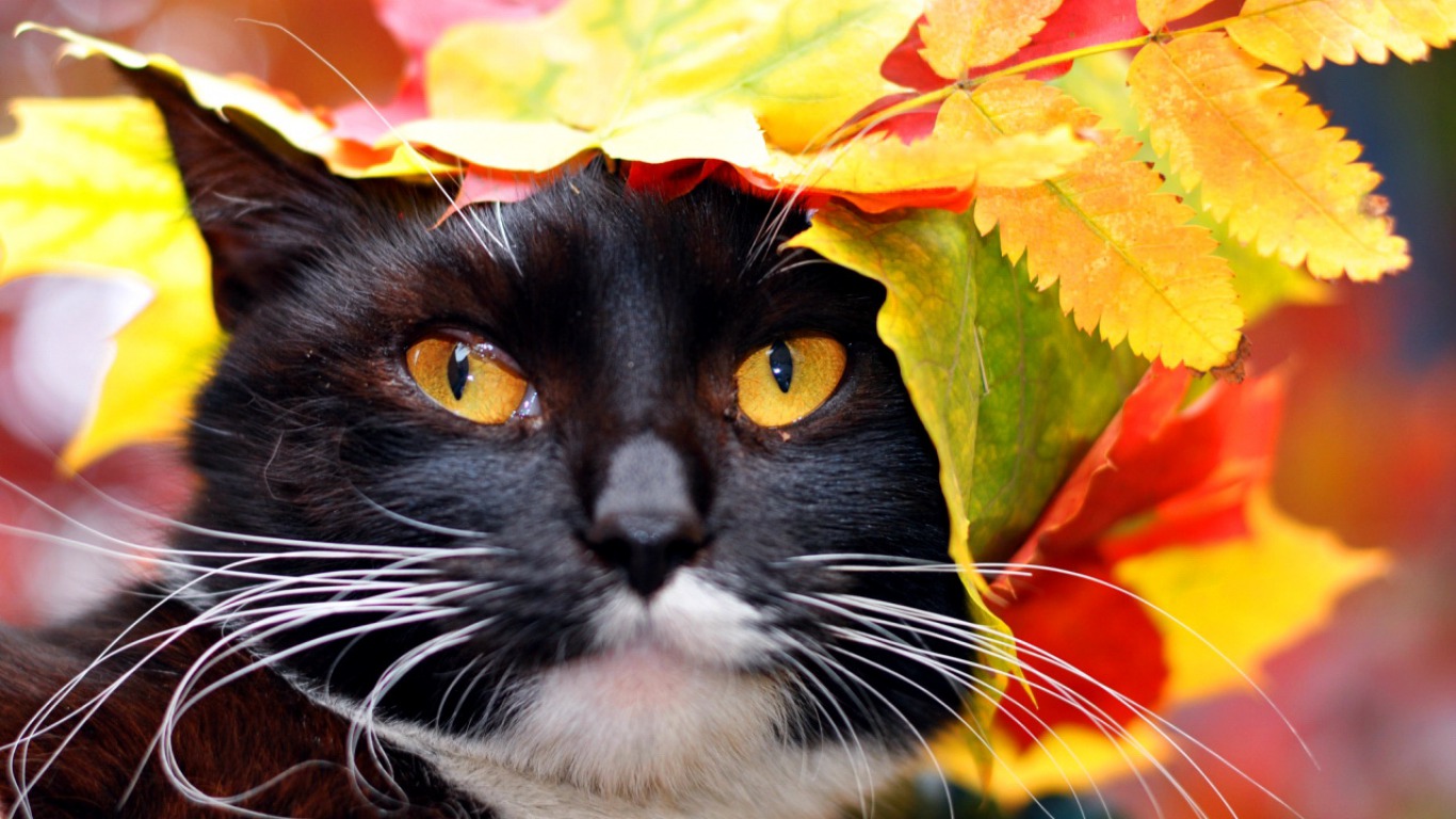 Autumn Cat Wallpapers