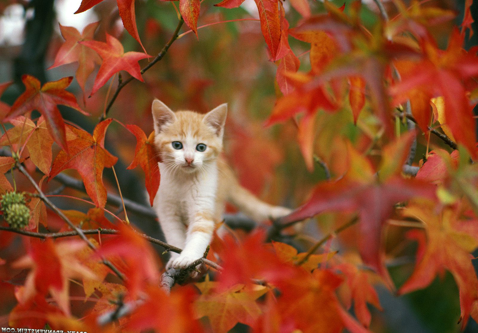 Autumn Cat Wallpapers