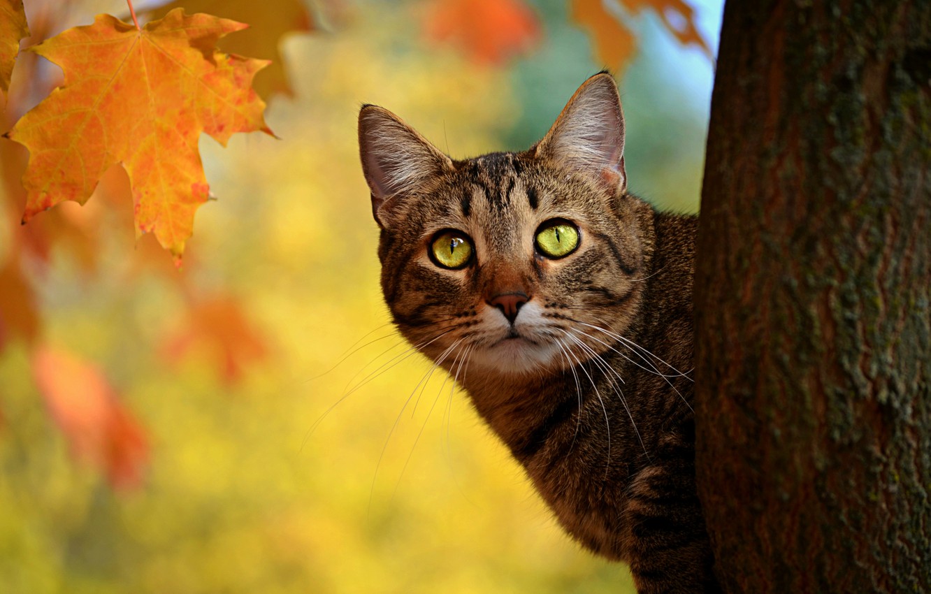 Autumn Cat Wallpapers