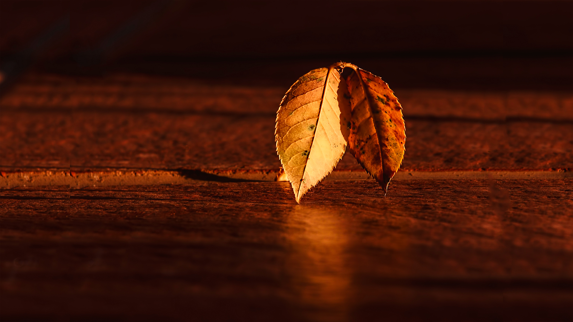 Autumn Chromebook Wallpapers