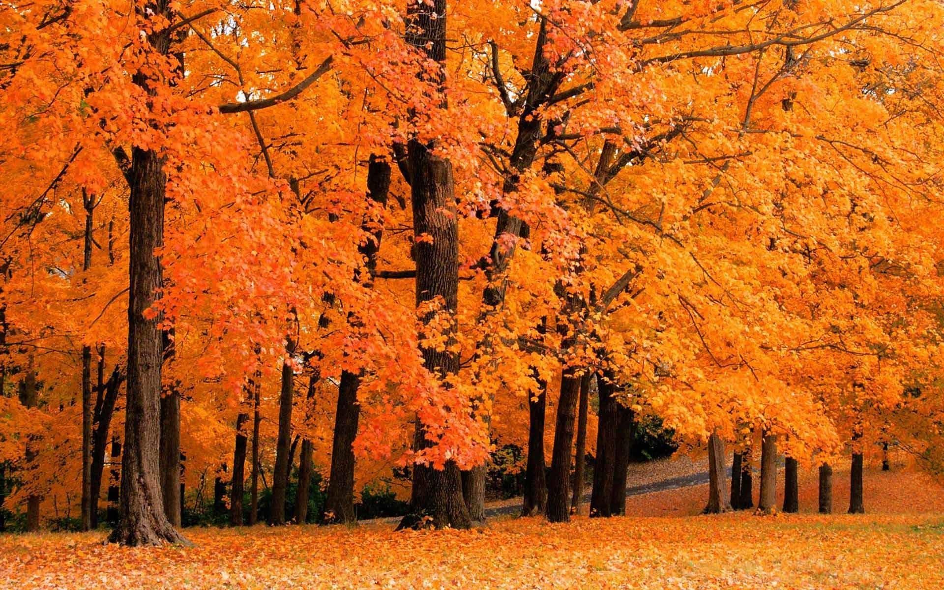 Autumn Colors Wallpapers